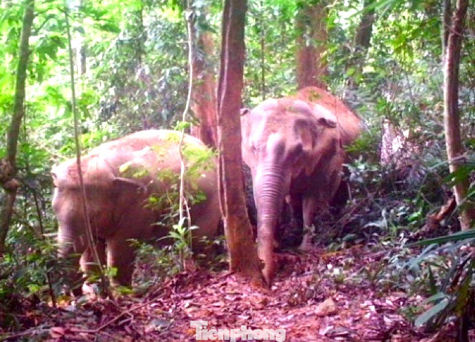 Hình ảnh voi được bẫy ảnh ghi lại trong VQG Pù Mát. Hình ảnh voi được bẫy ảnh ghi lại trong VQG Pù Mát.