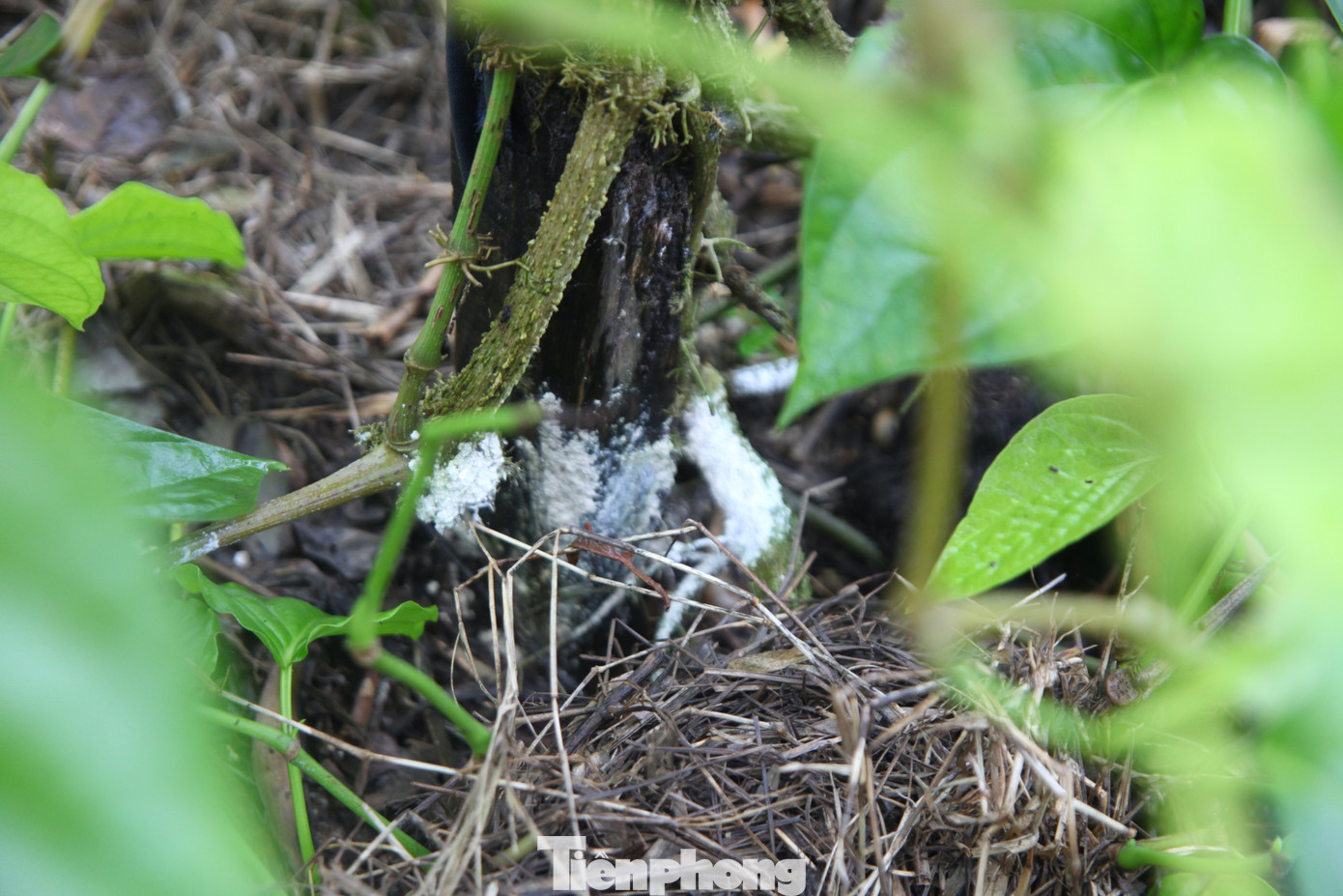 Đặc biệt, loài cây này không chịu được hạn, lạnh, ngập úng và dễ nhiễm nấm. Phân bón cho cây trầu phải là loại phân hữu cơ đã được ủ hoai mục. Nếu bón các loại khác cây sẽ bị hư hỏng.