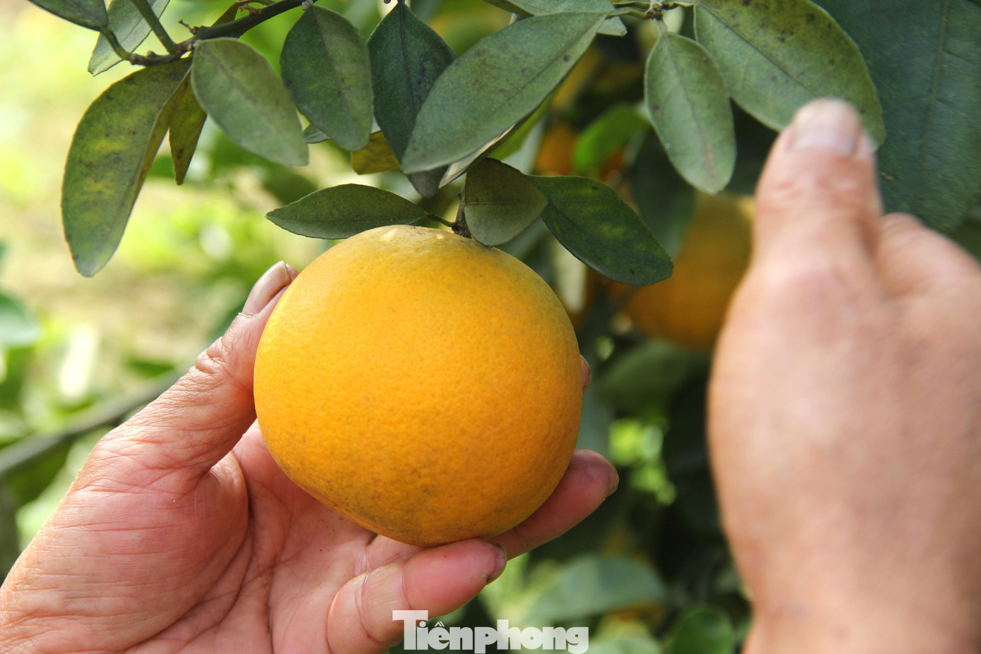 Từ đầu tháng 12/2021 đến nay, ông Long đã bán được gần 1.000 quả cam. Khách mua cam chủ yếu là người dân ở TP. Vinh, huyện Nghi Lộc và một số vùng lân cận mua gửi ra Hà Nội, vào TPHCM làm quà biếu Tết. Từ đầu tháng 12/2021 đến nay, ông Long đã bán được gần 1.000 quả cam. Khách mua cam chủ yếu là người dân ở TP. Vinh, huyện Nghi Lộc và một số vùng lân cận mua gửi ra Hà Nội, vào TPHCM làm quà biếu Tết.