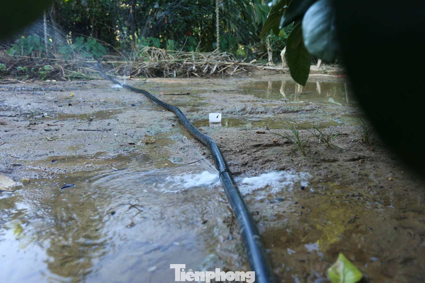 Người dân còn đầu tư tiền triệu để mua đường ống và máy móc để lấy nước tưới chống hạn cho cây trồng.