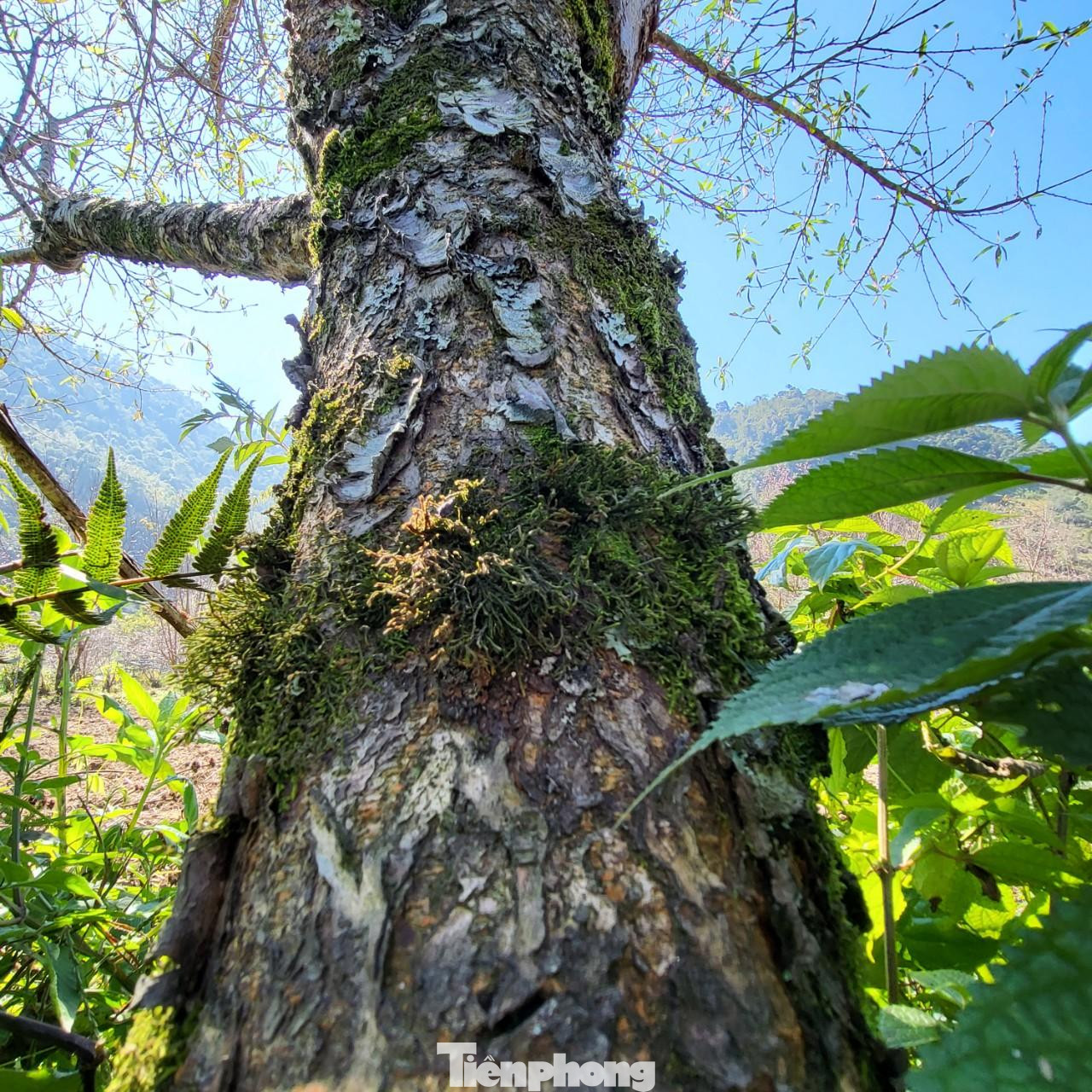 Một cây đào cổ thụ khỏe khoắn vươn mình đón nắng. Những cây đào cổ thụ được thương lái săn mua dù giá cả rất cao. Theo một thương lái cho biết, điều đó nhằm khẳng định đẳng cấp cùng may mắn lộc tràn. Một cây đào bung nở gần hết, màu hồng rực rỡ trong vườn nhỏ. Đào nở sớm khiến người dân mất một nguồn thu nhập dịp Tết nhưng điều này cũng hút khách du lịch đến với Mường Lống, đến với "cổng trời" mù sương thơ mộng. Thấp thoáng bên những căn nhà của người Mông là loài cây thân thuộc với họ. Cây đào góp phần đưa địa danh Mường Lống "bay" ra khỏi núi rừng hoang vu của dãy Trường Sơn hùng vĩ. Vườn mận đâm chồi, ra lá non. Nắng cuối Đông hắt xuống tạo nên khung cảnh tuyệt đẹp giữa bốn bề núi non điệp trùng. Du khách, nhiếp ảnh gia đến vườn đào Mường Lống chụp hình, lưu lại những khoảnh khắc đào nở tiễn đông qua, đón xuân về. Rời Mường Lống, khách sẽ mong muốn ngày trở lại. Đến thung lũng yên bình đang mạnh mẽ đổi thay, khỏe khoắn như những mầm chồi của cây đào, cây mận...
