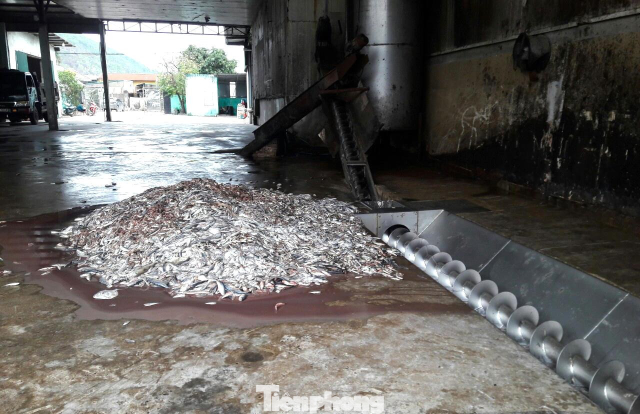 Theo người dân địa phương, nhà máy này chuyên thu mua các loại cá nhỏ, rẻ tiền hoặc các loại phế phẩm như đầu, đuôi, xương cá... sau đó về cho vào máy xay, nghiền chế biến thành bột cá để sản xuất thức ăn chăn nuôi. Mỗi lần nhà máy này nhập nguyên liệu cá về xay thì cũng là lúc mùi hôi thối bốc lên nồng nặc. Không chỉ vậy, khi nơi đây hoạt động, tiếng ồn từ các loại máy khiến người dân sống xung quanh luôn cảm thấy khó chịu. Theo người dân địa phương, nhà máy này chuyên thu mua các loại cá nhỏ, rẻ tiền hoặc các loại phế phẩm như đầu, đuôi, xương cá... sau đó về cho vào máy xay, nghiền chế biến thành bột cá để sản xuất thức ăn chăn nuôi. Mỗi lần nhà máy này nhập nguyên liệu cá về xay thì cũng là lúc mùi hôi thối bốc lên nồng nặc. Không chỉ vậy, khi nơi đây hoạt động, tiếng ồn từ các loại máy khiến người dân sống xung quanh luôn cảm thấy khó chịu.