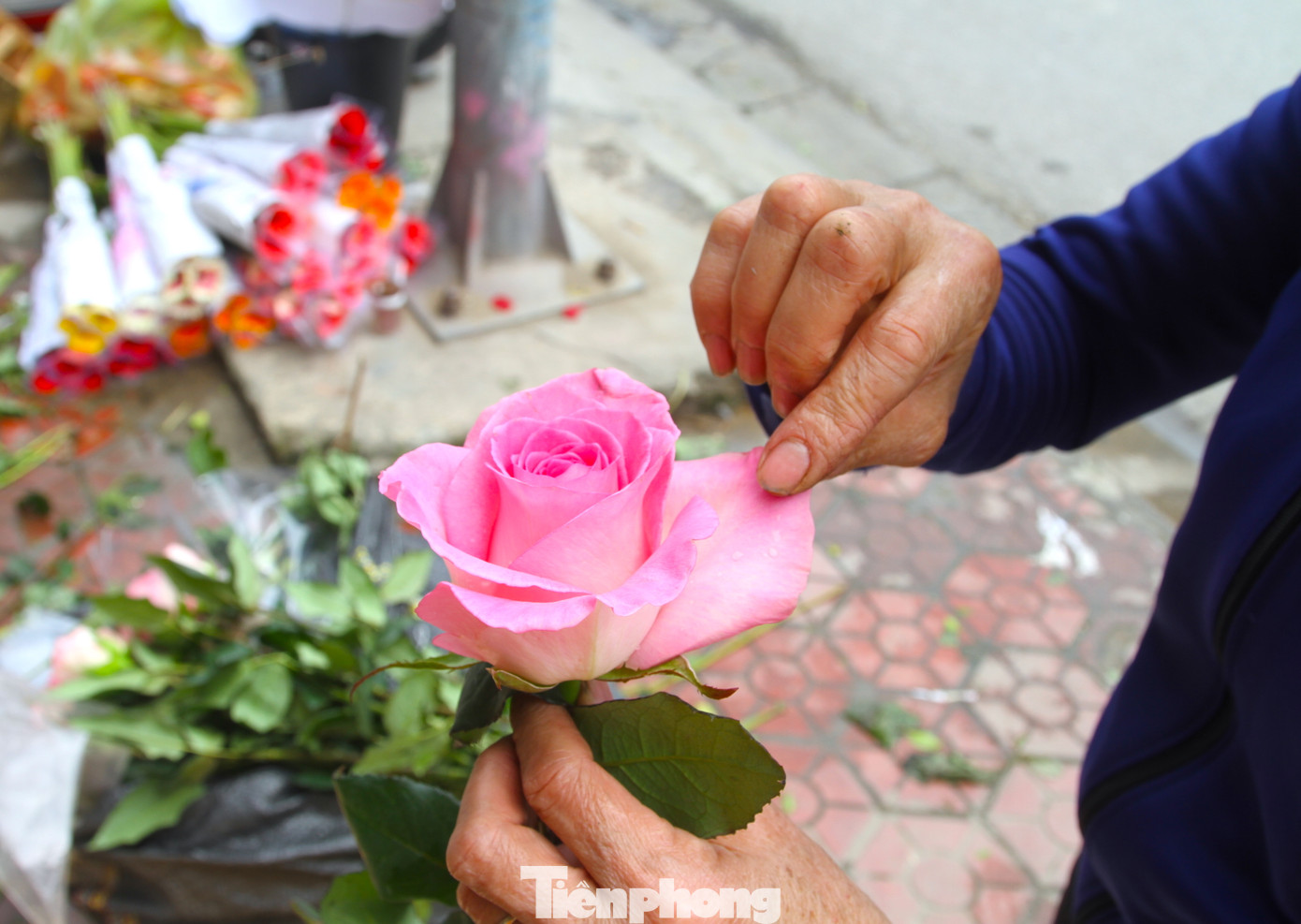 Giá hoa đắt đỏ nên ngoài cắm những lẵng lớn, dịp lễ 8/3 này cửa hàng còn trang trí bán từng bông hoa một. "Khách đôi khi họ muốn mua tặng nhiều người nên chỉ mua từng bông một. Hoặc các bạn trẻ thanh niên, học sinh cũng thường chọn từng bông một. Nên bán bông cũng chạy hàng dịp này", chị Thỏa chia sẻ thêm.