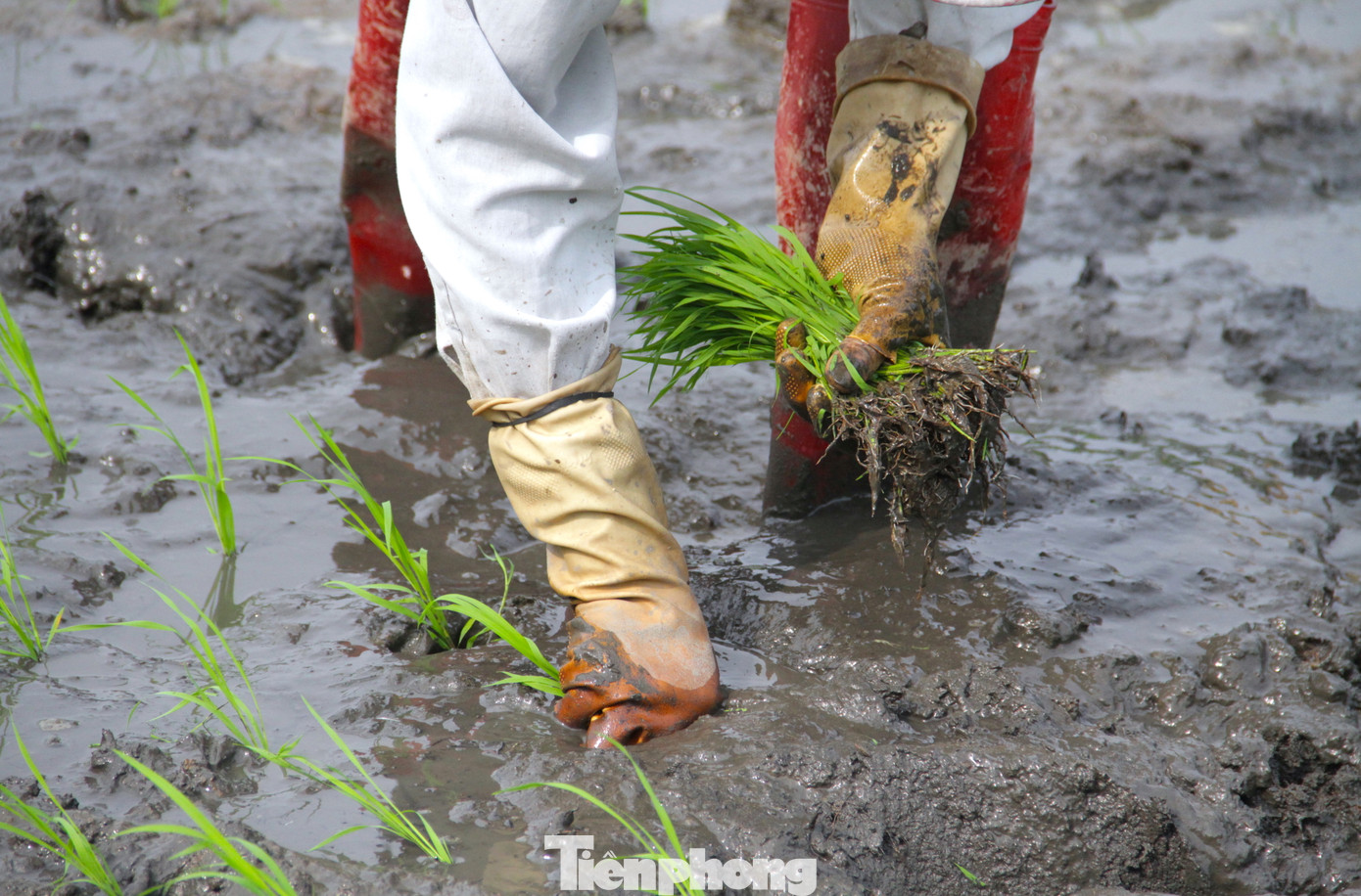 Việc cấy lúa không cần kỹ thuật cao nhưng cần sự nhanh nhẹn và chính xác để hàng lúa luôn được thẳng hàng. Lúc cấy, người dân sẽ cắm những cây lúa xuống bùn đất ở mức sâu vừa phải. Nếu cạn quá, cây lúa có thể sẽ bị nghiêng, lệch. Nếu sâu quá, lúa có thể sẽ bị chết.