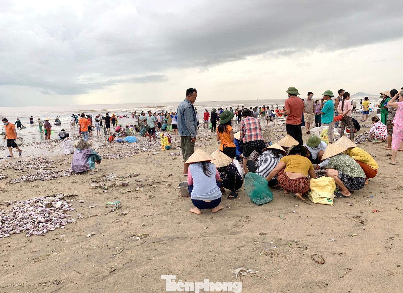 Từ tối 25/9, hàng trăm người dân kéo nhau đến bờ biển phường Quỳnh Phương (thị xã Hoàng Mai, Nghệ An) để vớt “lộc trời” khi hay tin ngao dạt vào bờ biển nhiều sau lũ.