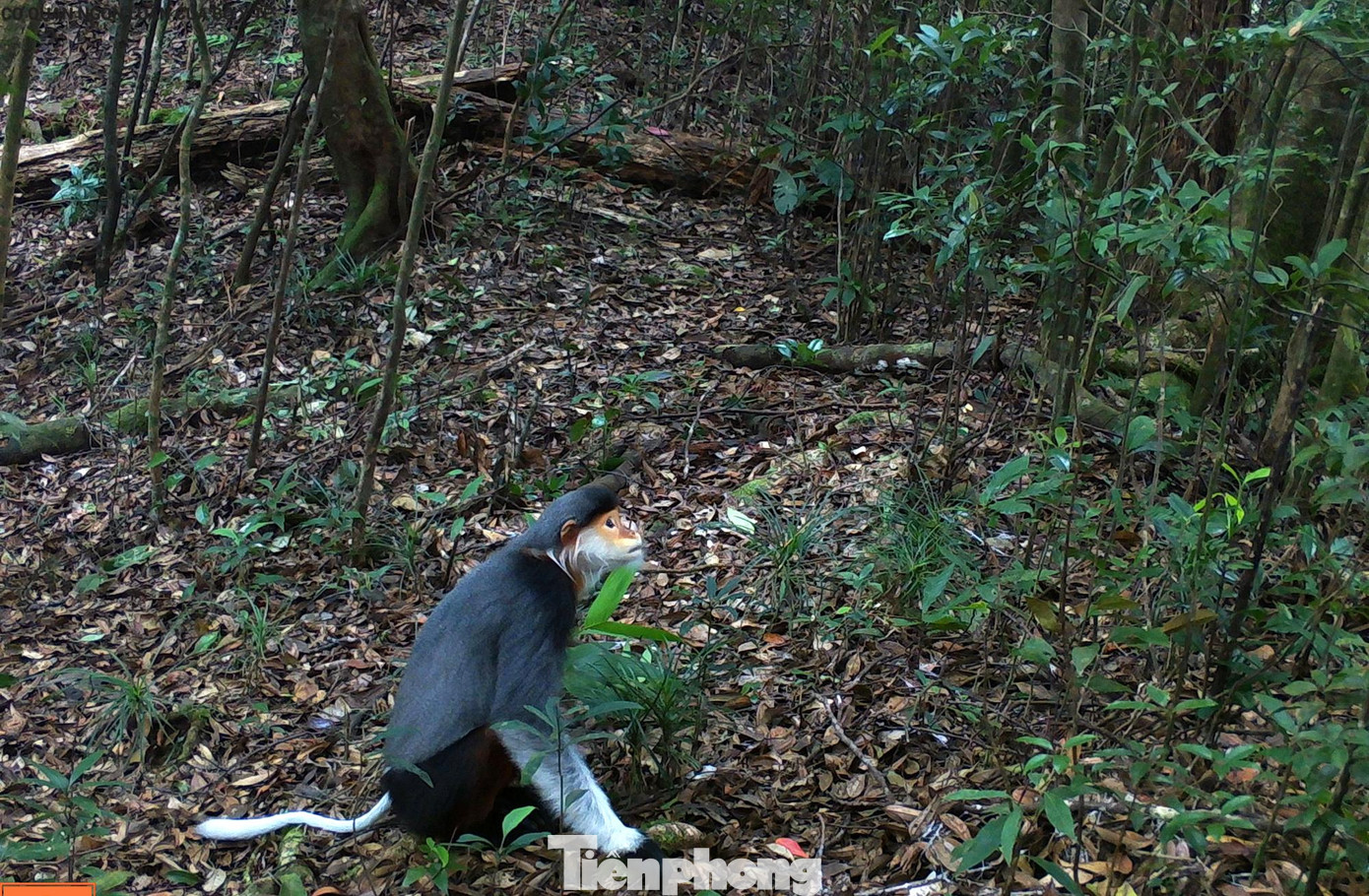 "Chỉ với 26 máy bẫy ảnh đặt 72 lượt trong rừng nhưng đã ghi nhận được nhiều loài quý hiếm hơn, số loài phong phú hơn kết quả đặt máy ảnh trong 2 năm ở phía Nam của dải Trường Sơn với số lượng máy, nhân lực lớn hơn rất nhiều", ông Andrex Tilker - Chuyên gia về thú lớn thuộc mạng lưới bảo tồn thiên nhiên quốc tế đánh giá. "Chỉ với 26 máy bẫy ảnh đặt 72 lượt trong rừng nhưng đã ghi nhận được nhiều loài quý hiếm hơn, số loài phong phú hơn kết quả đặt máy ảnh trong 2 năm ở phía Nam của dải Trường Sơn với số lượng máy, nhân lực lớn hơn rất nhiều", ông Andrex Tilker - Chuyên gia về thú lớn thuộc mạng lưới bảo tồn thiên nhiên quốc tế đánh giá.