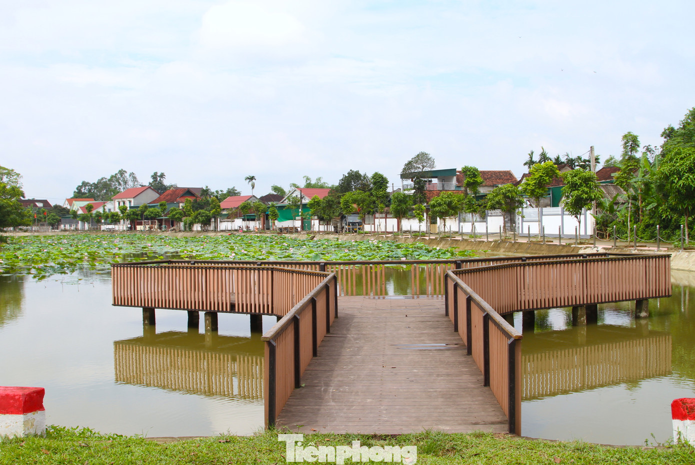 Các hồ sen ở quê Bác được thiết kế thêm nhiều cầu bằng sắt, nhựa, tre để du khách mỗi lần hành hương về có thể ra ngắm, chụp ảnh cùng những bông hoa sen tươi đẹp.