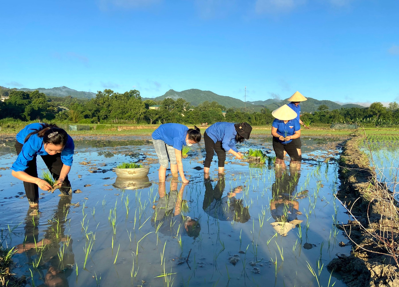 Chị Phan Thị Quỳnh Châu - Bí thư huyện Đoàn Quỳ Châu cho biết, với mong muốn thể hiện tinh thần trách nhiệm, xung kích tình nguyện của tuổi trẻ huyện nhà đối với người dân, Ban Thường vụ huyện Đoàn Qùy Châu đã chỉ đạo các cơ sở đoàn thành lập các đội thanh niên tình nguyện ra quân giúp cấy lúa, nạo vét kênh mương, hỗ trợ người dân nghèo, neo đơn để kịp tiến độ vụ lúa Hè – Thu.