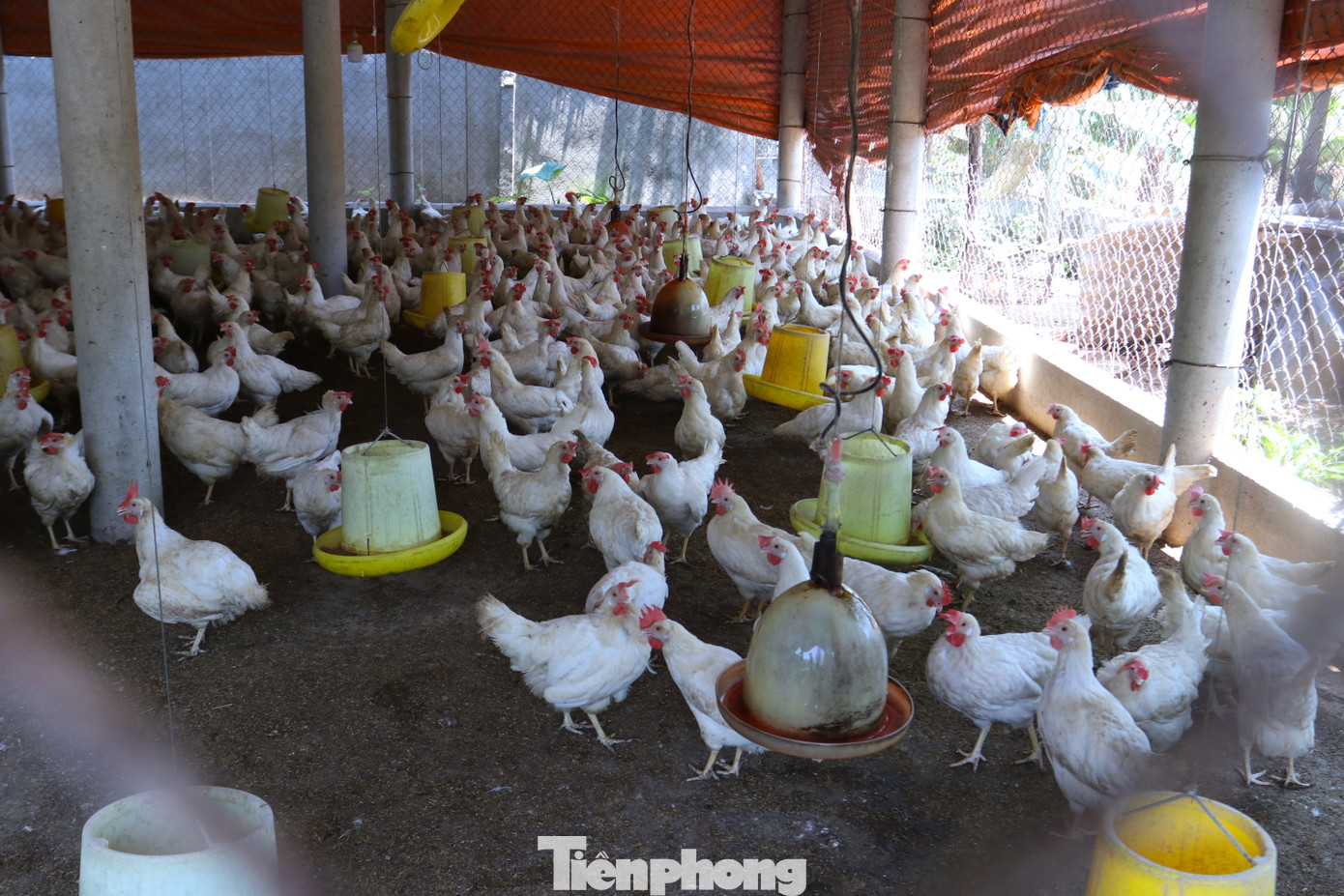 Bà An cho biết, trang trại gia đình bà nuôi 3.000 con gà đẻ. Hai tuần qua nắng nóng đỉnh điểm, bà phải lắp thêm mỗi chuồng 1 cây quạt trần, 1 quạt cây công nghiệp và dàn phun sương. Tuy vậy, trang trại gà của bà An vẫn bị chết 50 con gà vì trời quá nắng nóng. Bà An cho biết, trang trại gia đình bà nuôi 3.000 con gà đẻ. Hai tuần qua nắng nóng đỉnh điểm, bà phải lắp thêm mỗi chuồng 1 cây quạt trần, 1 quạt cây công nghiệp và dàn phun sương. Tuy vậy, trang trại gà của bà An vẫn bị chết 50 con gà vì trời quá nắng nóng.