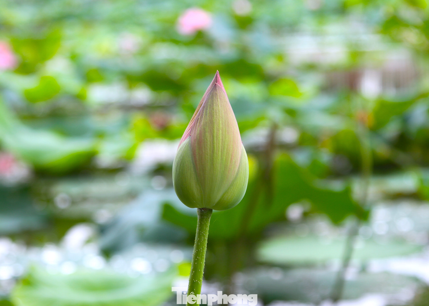 Những năm gần đây, để bảo tồn và nhân giống sen, chính quyền và nhân dân địa phương đã tập trung mở rộng diện tích trồng mới.