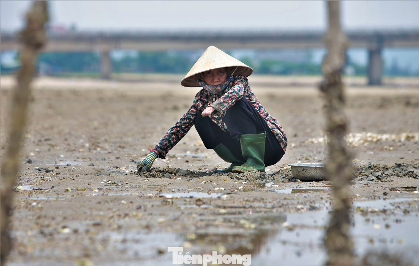 Mỗi người có thể đào được 20-30 kg ngao/ngày. Công việc khá vất vả song chủ yếu được những người phụ nữ lớn tuổi làm.