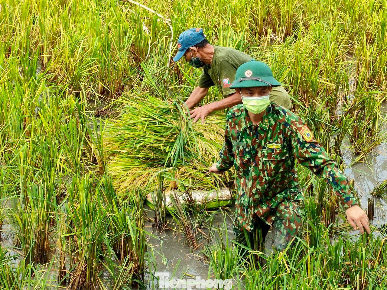 Những chỗ nước sâu cán bộ, chiến sĩ phải dùng các tấm xốp để thu gom lúa. Những chỗ nước sâu cán bộ, chiến sĩ phải dùng các tấm xốp để thu gom lúa.