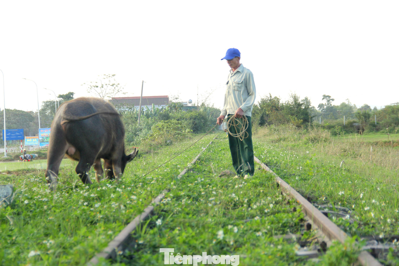 Ông Nguyễn Văn Vinh (45 tuổi, trú tại xã Nghĩa Thuận, huyện Nghĩa Đàn) cho biết, có thời kỳ nở rộ phong trào đi đào đá đỏ ở Quỳ Châu đầu những năm 1990. Ngày đó, mỗi ngày chỉ có 1 đôi tàu khách lên xuống nhưng khi nào cũng chật cứng khách. Song mấy năm nay cỏ mọc um tùm, trở thành nơi chăn thả trâu bò. Ông Nguyễn Văn Vinh (45 tuổi, trú tại xã Nghĩa Thuận, huyện Nghĩa Đàn) cho biết, có thời kỳ nở rộ phong trào đi đào đá đỏ ở Quỳ Châu đầu những năm 1990. Ngày đó, mỗi ngày chỉ có 1 đôi tàu khách lên xuống nhưng khi nào cũng chật cứng khách. Song mấy năm nay cỏ mọc um tùm, trở thành nơi chăn thả trâu bò.