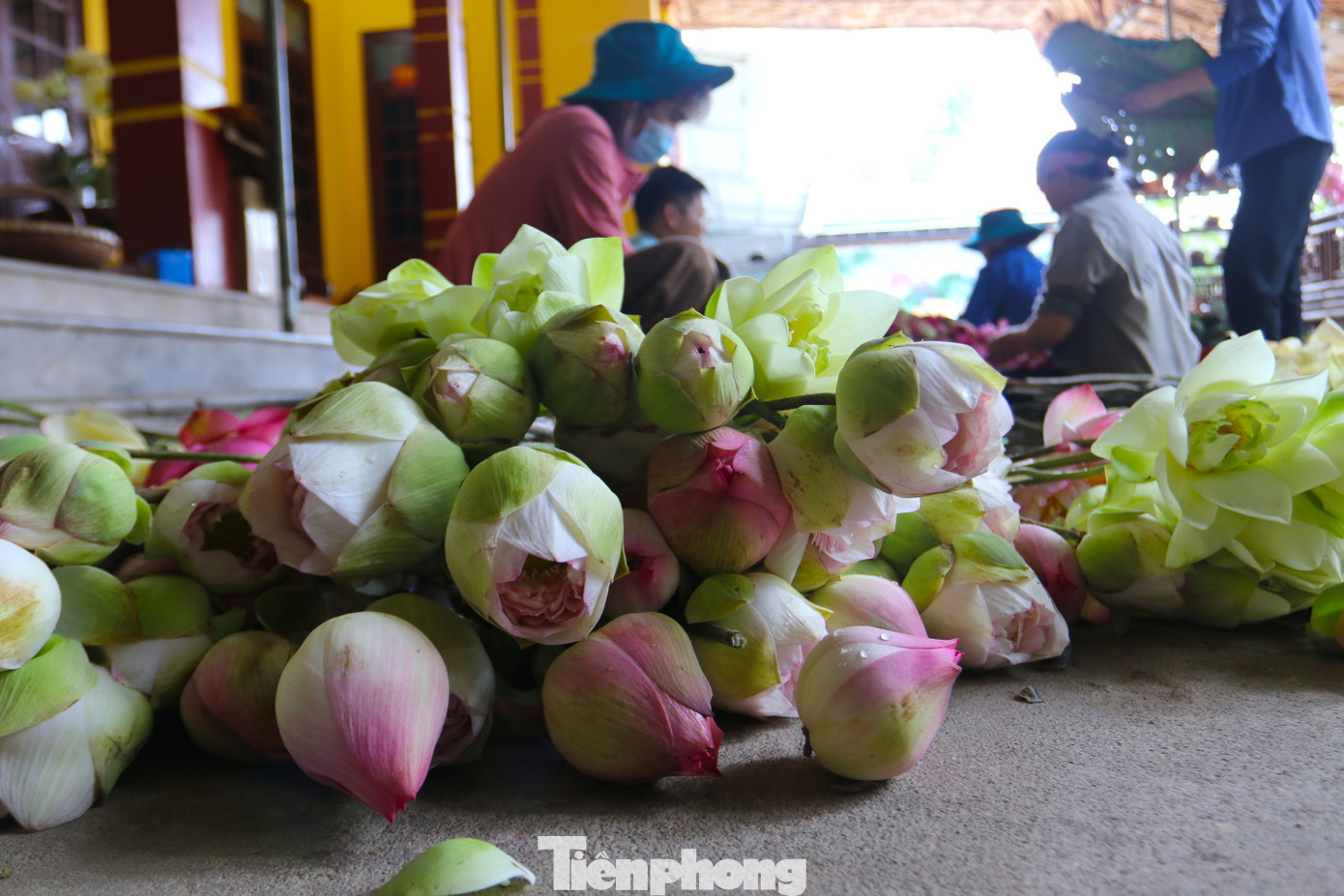 Hoa sen sau khi hái về được bóc tách từng bộ phận từ cánh hoa đến nhụy, đài sen.
