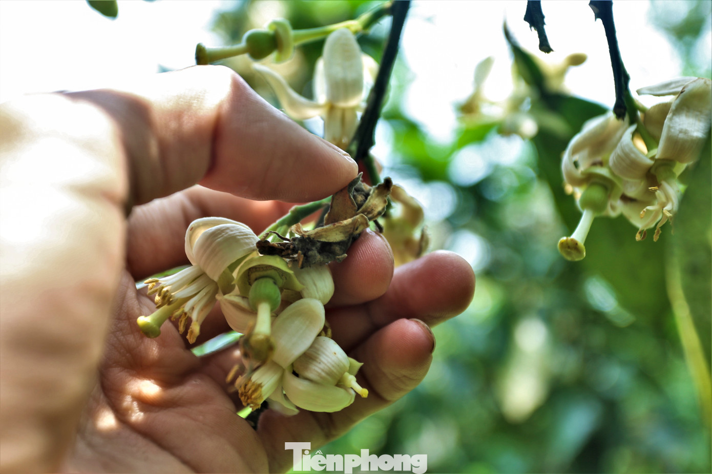 Ngoài việc thụ phấn bổ sung, người trồng bưởi phải vệ sinh những chùm hoa bưởi đang đậu quả bằng cách bóc tách những hoa đã héo ủa, có sức sống yếu hoặc những cành hoa còn sót lại. Việc này giúp cây dễ đậu quả và đảm bảo chất lượng phát triển quả.