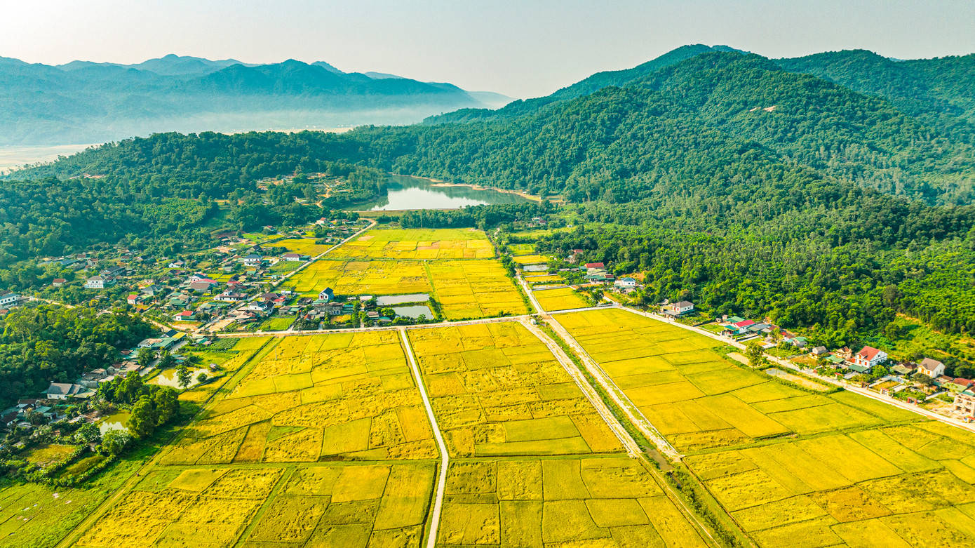 Những cánh đồng lúa chín vàng, mênh mông bát ngát.