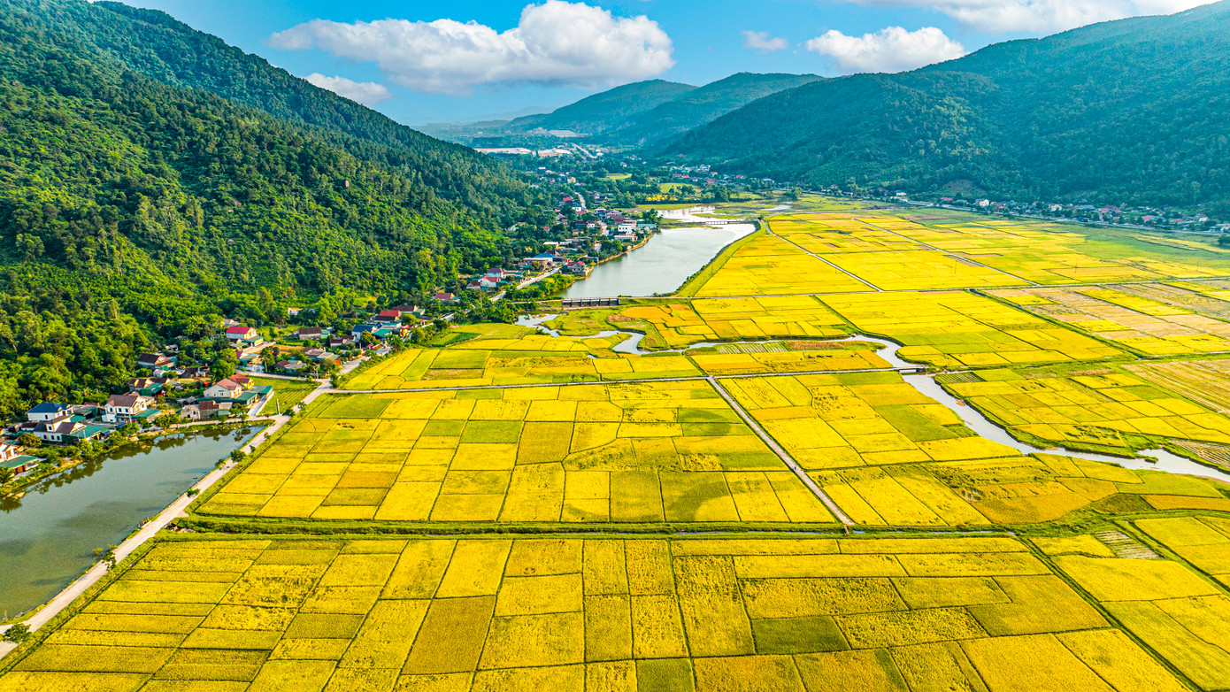 Những cánh đồng lúa chín vàng, mênh mông bát ngát.