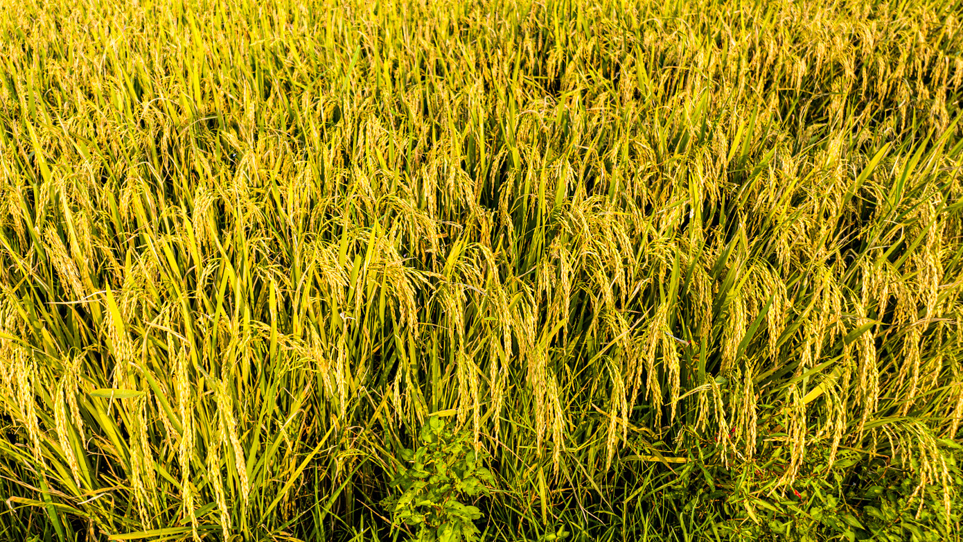 Lúa chín vàng nặng trĩu bông là thành quả của hơn 100 ngày vất vả của người nông dân "bán mặt cho đất, bán lưng cho trời".