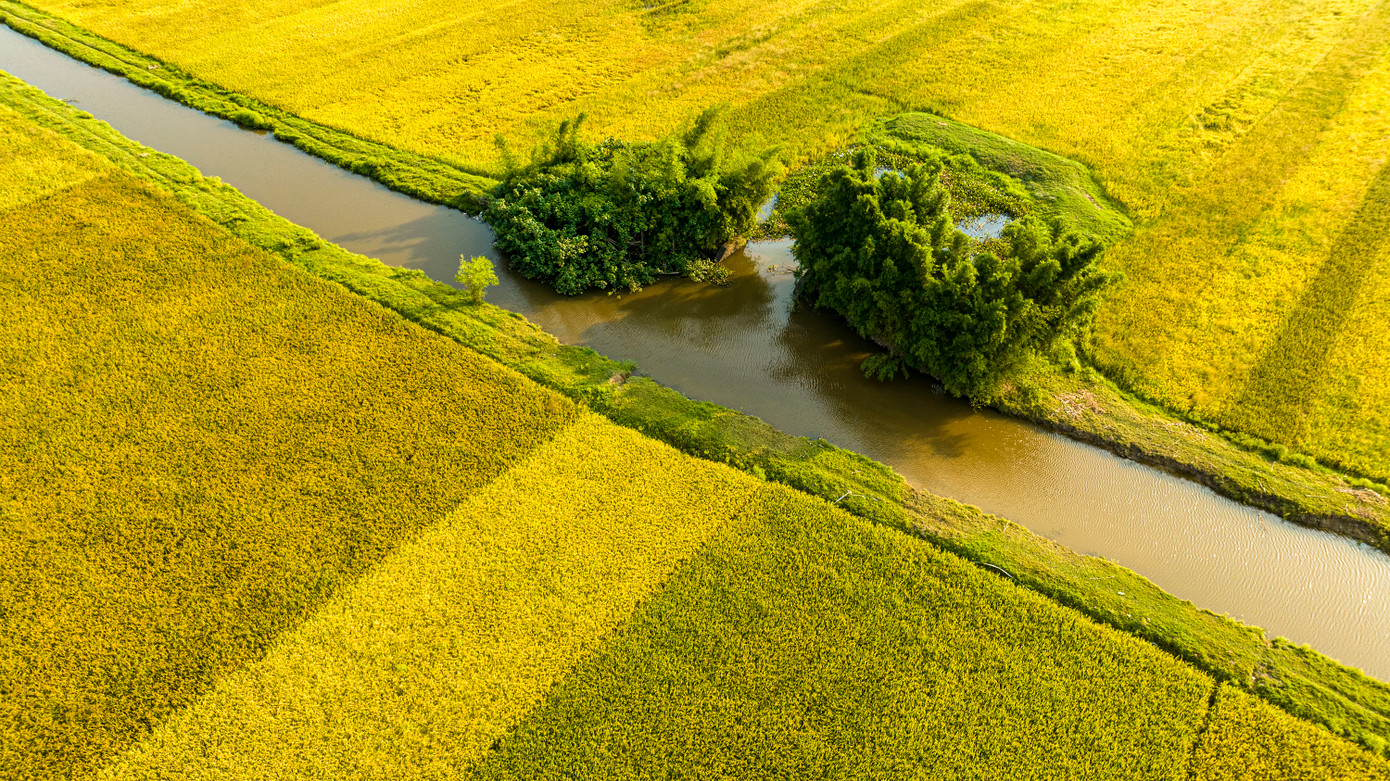 Mùa gặt tạo nên một bức tranh hữu tình của làng quê Việt.