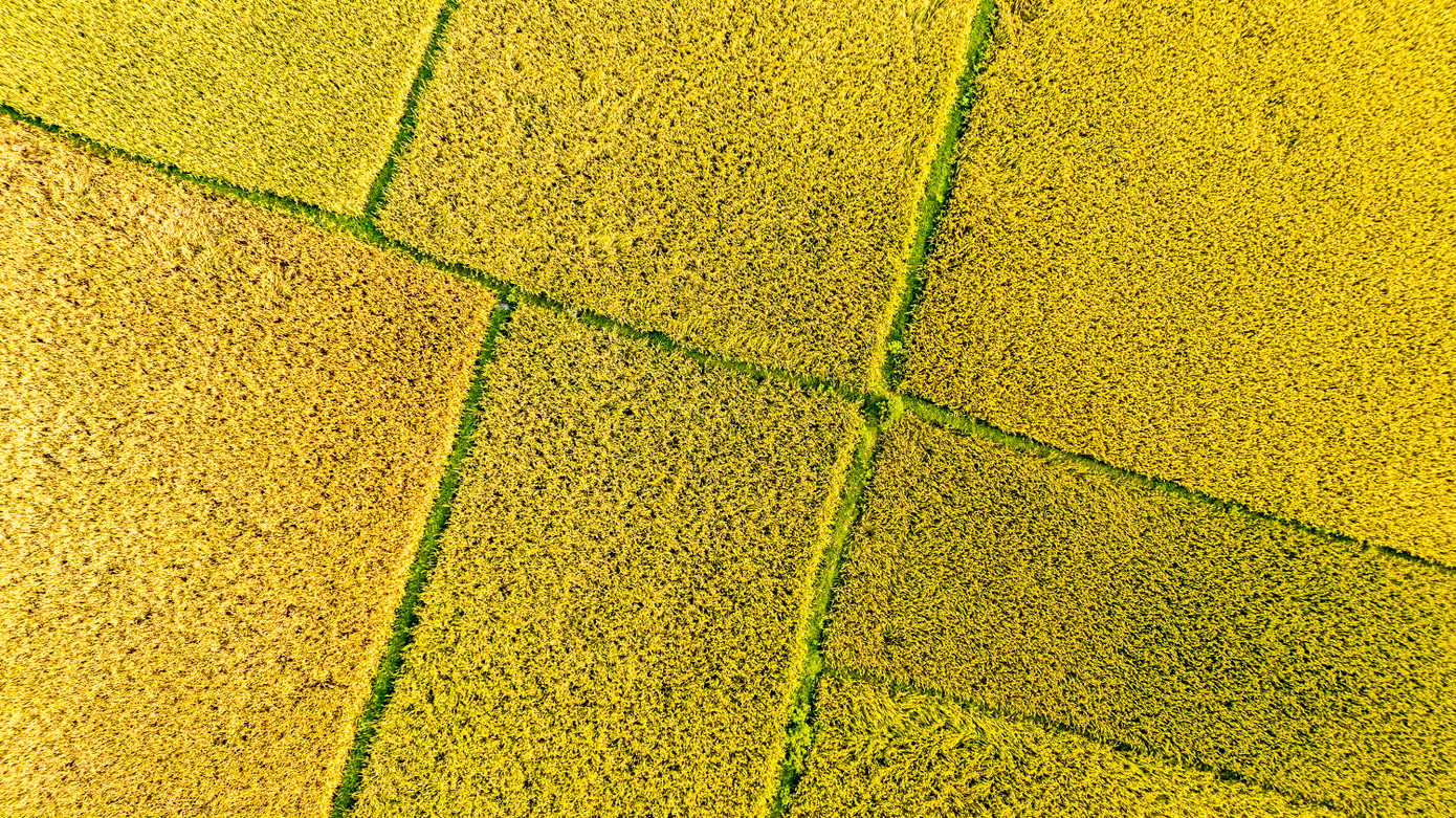 Những thửa ruộng chín vàng rực xen lẫn bờ cỏ xanh tuyệt đẹp.