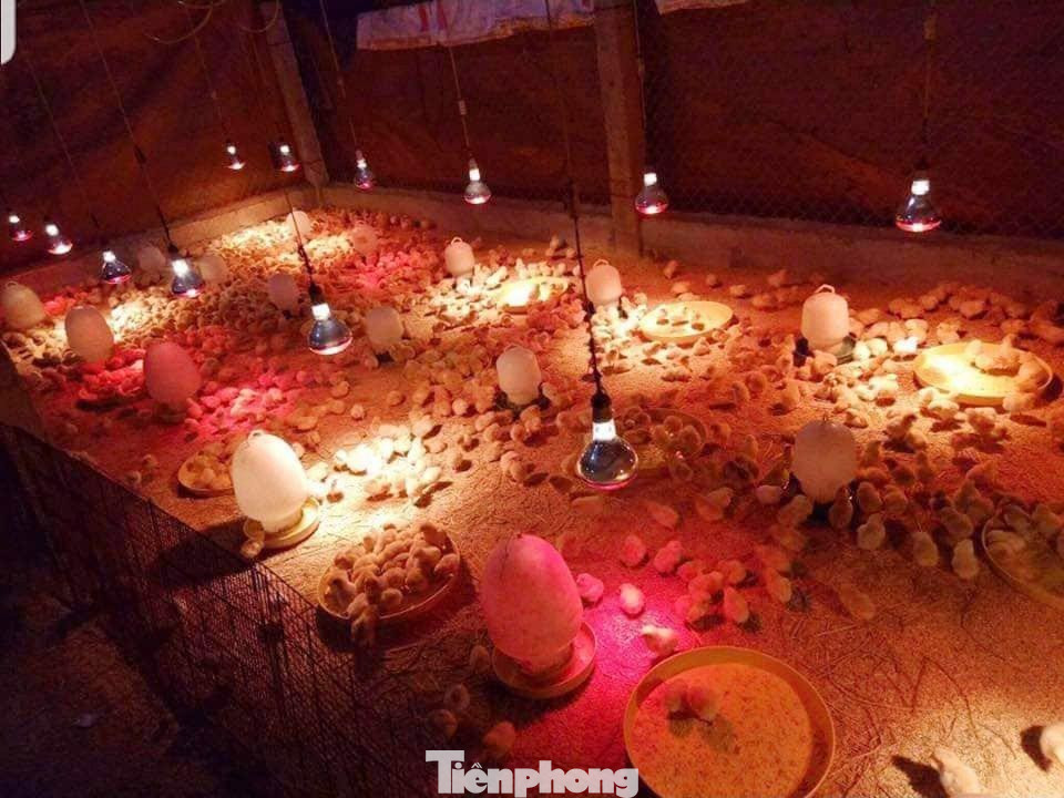 Lắp thêm đèn sưởi cho đàn gà để tránh rét.