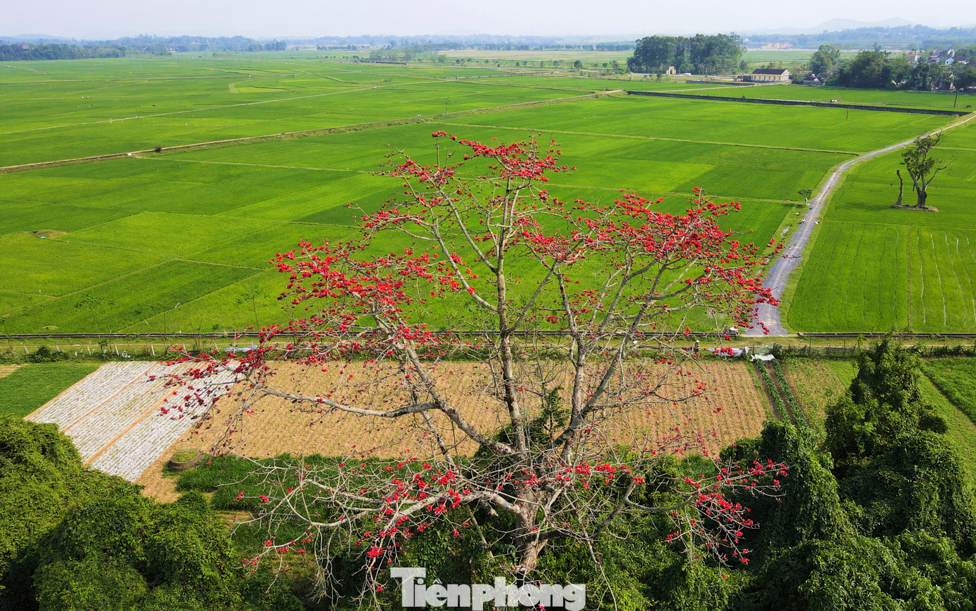 Sắc đỏ điểm tô giữa nền xanh của cánh đồng lúa tạo nên khung cảnh rực rỡ, lung linh.