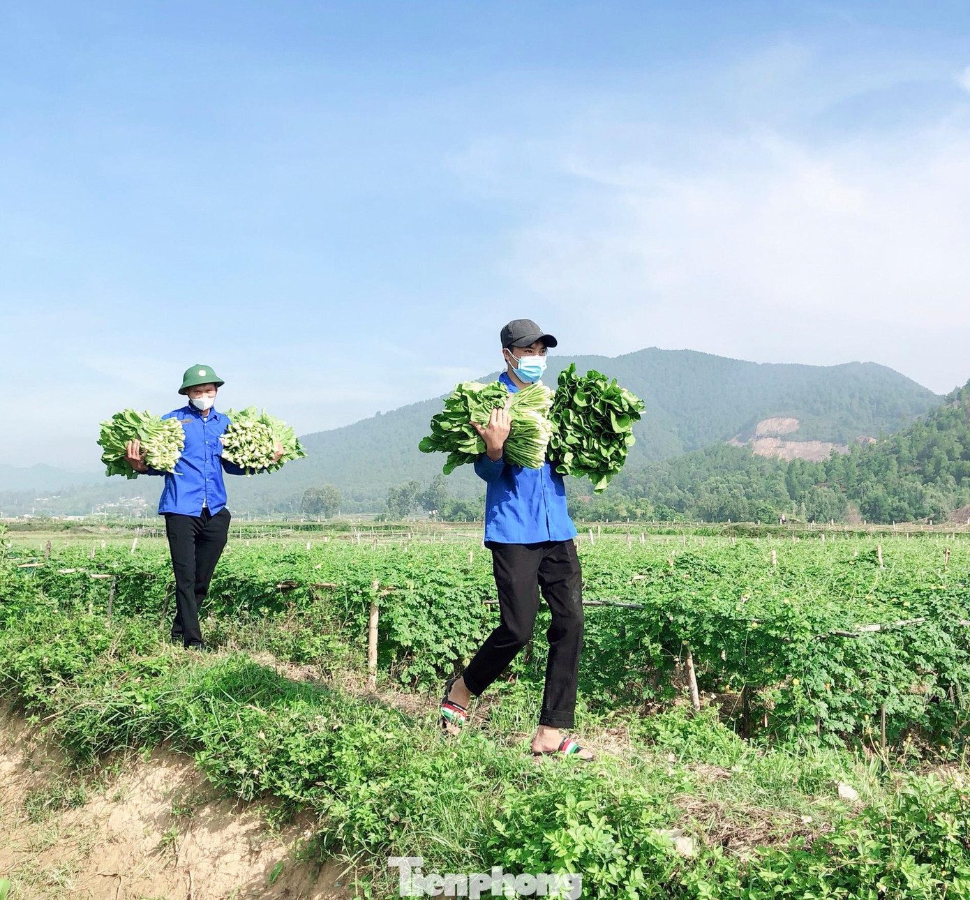 Trong khi đó, một số vựa rau lớn thuộc các xã Nghi Long, Nghi Hưng, Nghi Thuận, Thị trấn Quán Hành (huyện Nghi Lộc, Nghệ An) đã vào mùa thu hoạch. Nông doanh bế tắc trong việc tìm đầu ra. Trong khi đó, một số vựa rau lớn thuộc các xã Nghi Long, Nghi Hưng, Nghi Thuận, Thị trấn Quán Hành (huyện Nghi Lộc, Nghệ An) đã vào mùa thu hoạch. Nông doanh bế tắc trong việc tìm đầu ra.