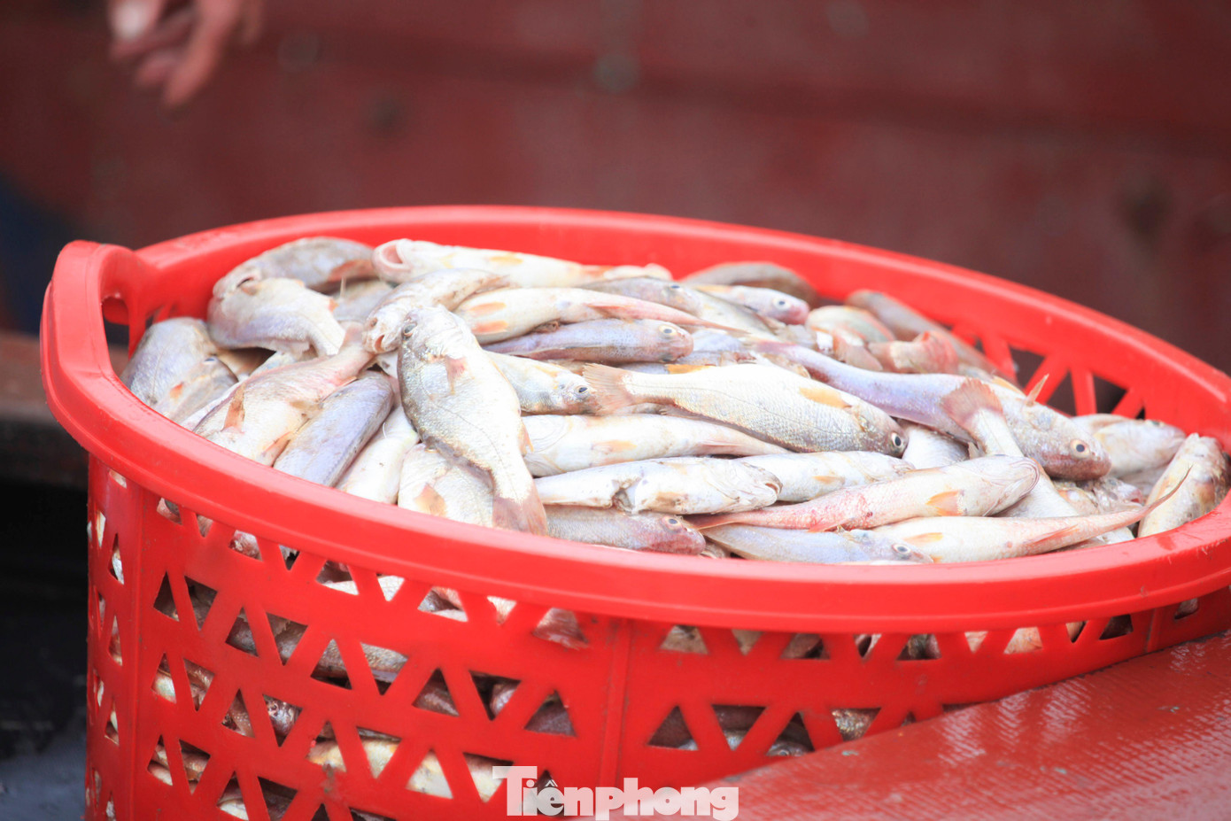 Một rổ lớn cá lượng hồng còn tươi rói được tiểu thương mua ở cảng.