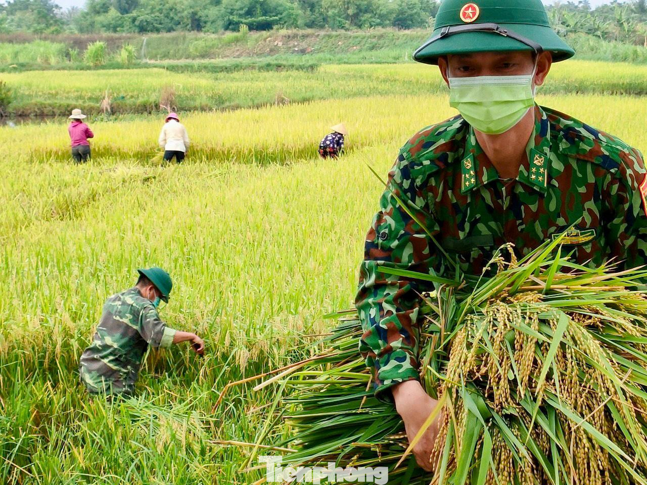 Các chiến sĩ vừa gặt vừa đảm bảo phòng chống dịch. Các chiến sĩ vừa gặt vừa đảm bảo phòng chống dịch.