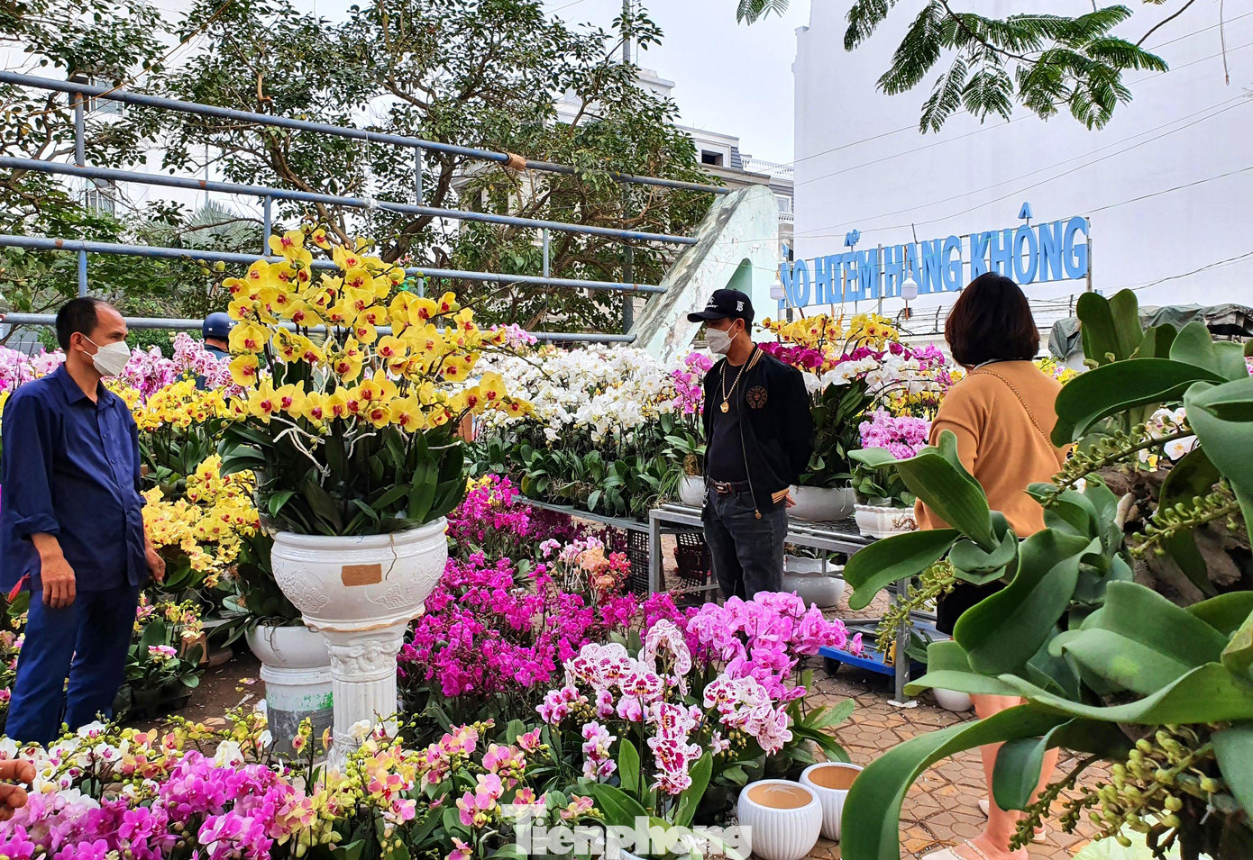 Cận Tết, các chủ vườn lan dọc các tuyến đường lớn ở thành Vinh (Nghệ An) tất bật vận chuyển lan hồ điệp đến các điểm bán để đáp ứng nhu cầu mua hoa chưng Tết.