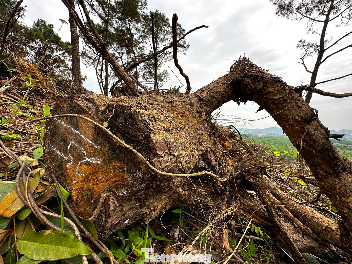 Những thân, gốc cây thông bị chặt phá nham nhở. Những thân, gốc cây thông bị chặt phá nham nhở.
