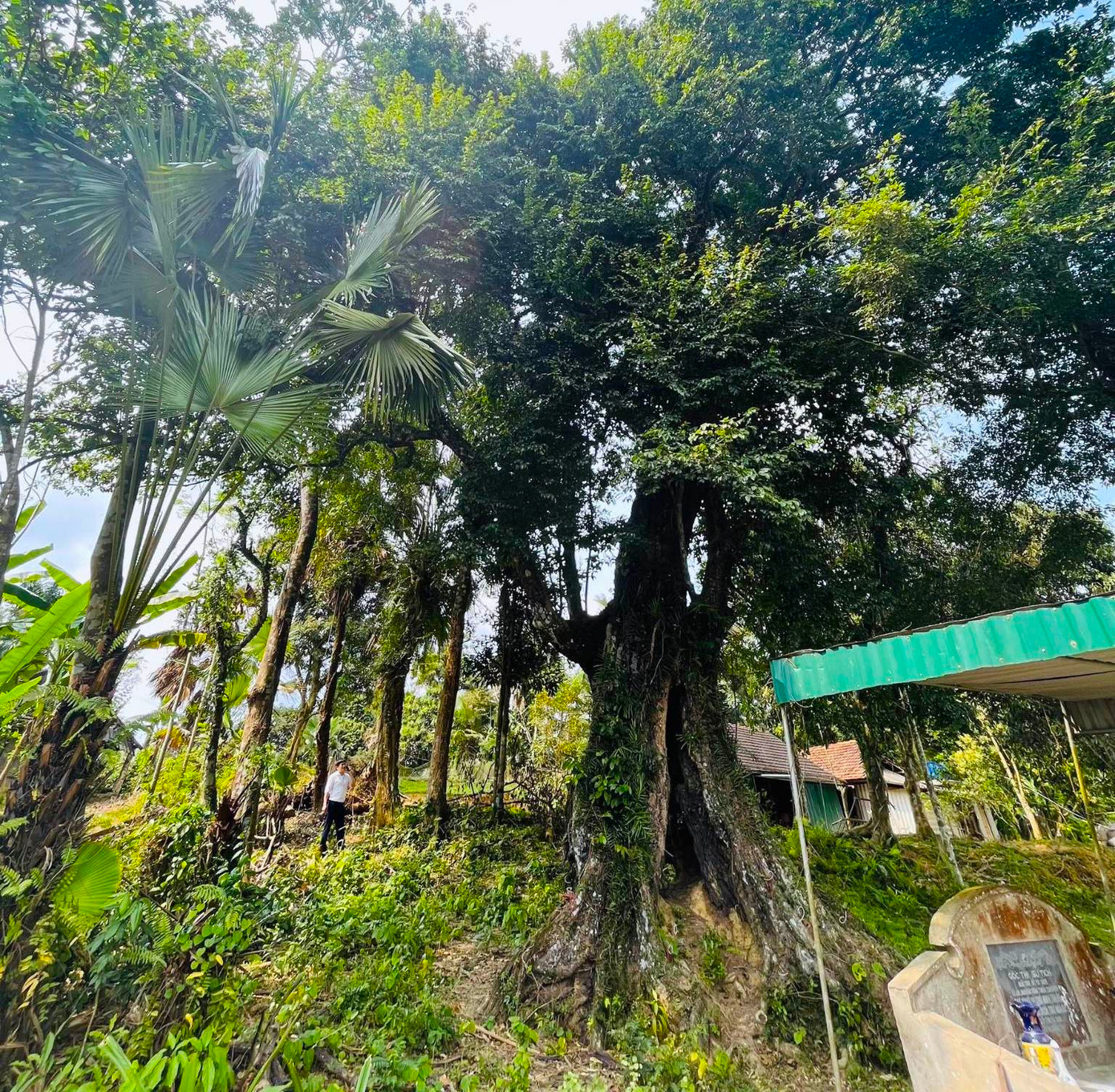 Cây thị cổ thụ hiện nay đang phát triển tươi tốt ở trong một khu đất tiếp giáp với vườn nhà của 3 hộ dân là bà Trần Thị Nhuận, ông Uông Trung Hòa và ông Uông Xuân Hanh (trú tại thôn Kim Sơn, xã Kim Hoa, huyện Hương Sơn, Hà Tĩnh).