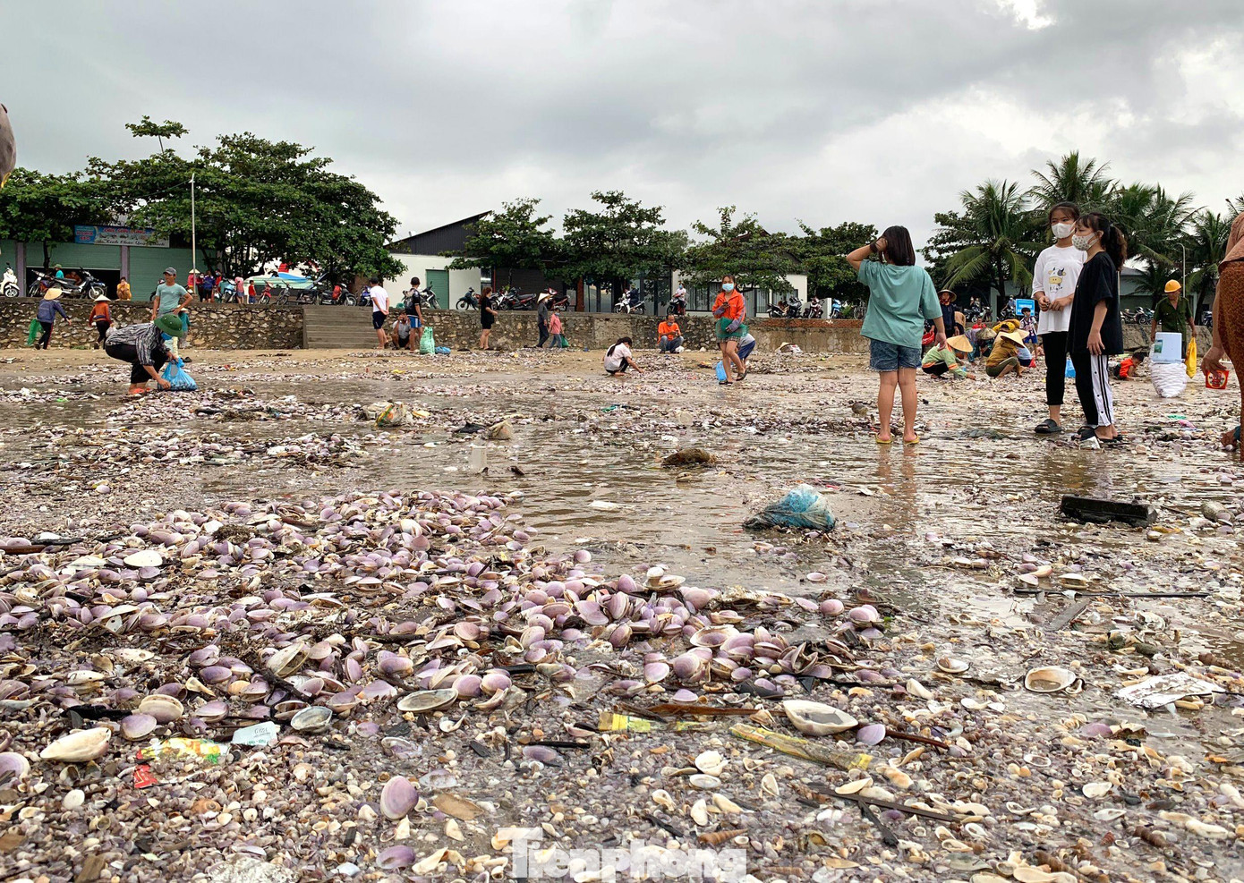 Chị Nguyễn Thị Khánh (trú phường Quỳnh Phương) - một người thu mua ngao cho biết, hiện trên thị trường loại ngao tím này đang được bán với giá dao động từ 10-20.000 đồng/kg. Đối với loại lớn có thể bán được giá cao hơn nhiều.