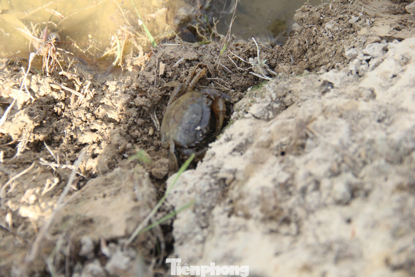 Tầm từ 10h-14h mỗi ngày, cua trên những cánh đồng đã thu hoạch lúa phần lớn sẽ tìm vào bờ, trú nắng dưới lớp cỏ do không chịu được nắng nóng.