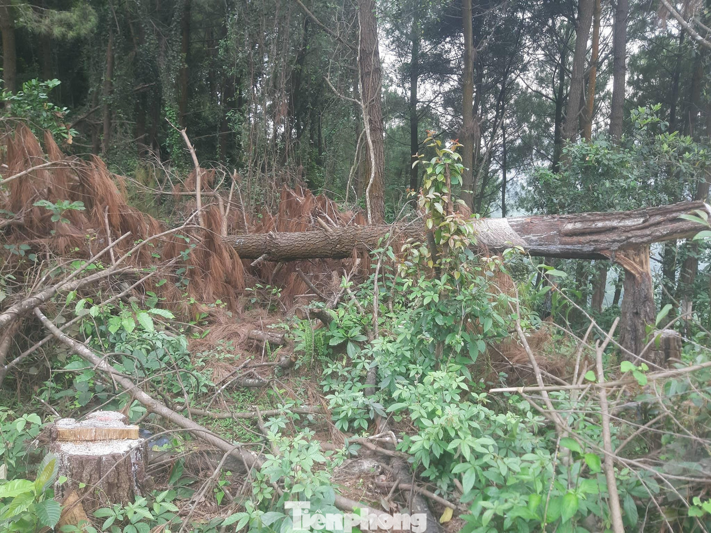 Vào cuộc điều tra, Công an huyện Hưng Nguyên xác định Cao Văn Diễn (SN 1989), Nguyễn Văn Thân (SN 1980) và Nguyễn Văn Khoa (Sn 1989, cùng trú tại xã Hưng Tây, huyện Hưng Nguyên) là nghi phạm chặt phá rừng thông này.