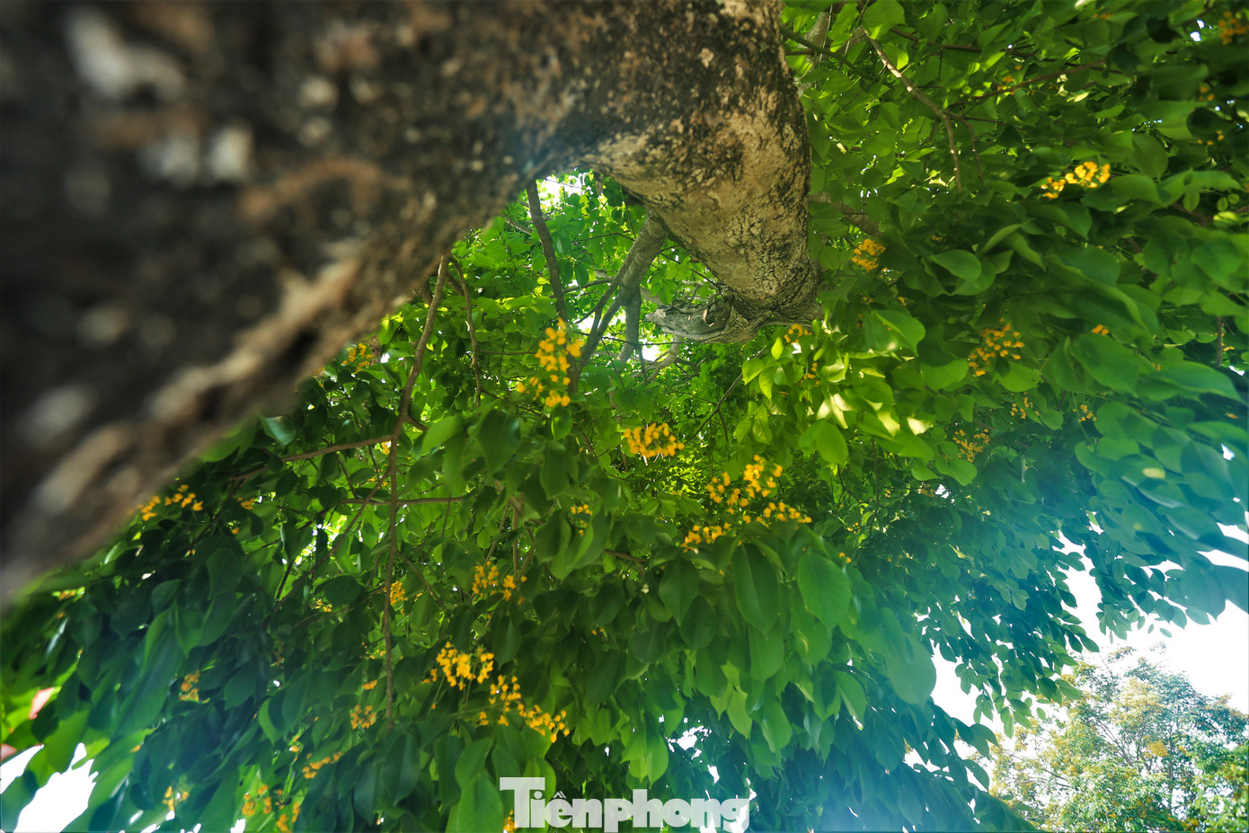 Cây giáng hương thuộc loại gỗ quý và cứng, có dáng đẹp, hương thơm nên được ứng dụng nhiều trong cuộc sống như dùng để đóng đồ gỗ cao cấp, mỹ nghệ có giá trị, dùng trong xây dựng, nhựa cây có thể dùng làm thuốc nhuộm màu đỏ.