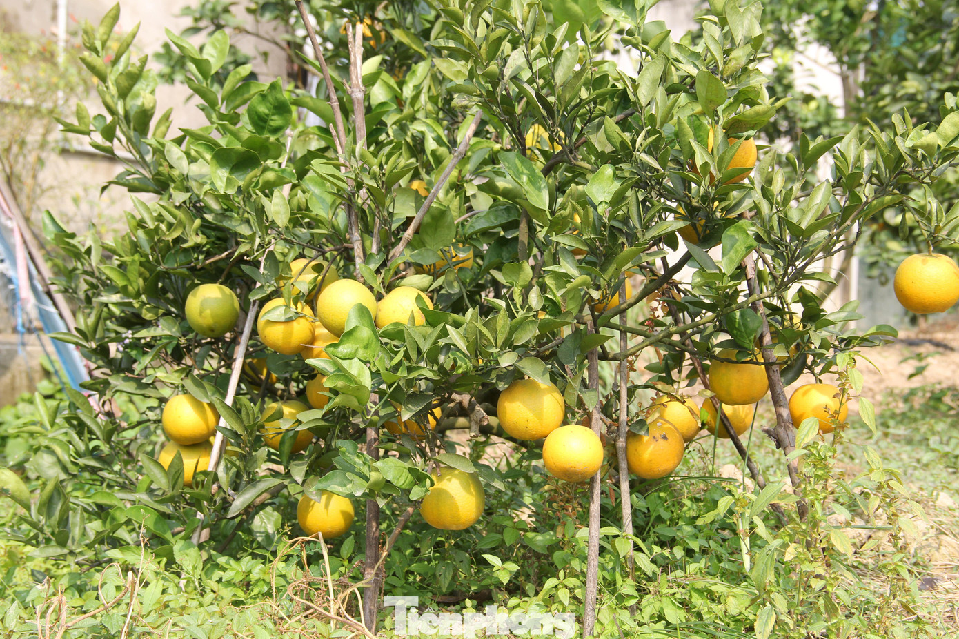 Nhiều cây cam nhỏ xíu nhưng vẫn sai quả, được chằng chống bằng que phía dưới để tránh gãy cành. Nhiều cây cam nhỏ xíu nhưng vẫn sai quả, được chằng chống bằng que phía dưới để tránh gãy cành.