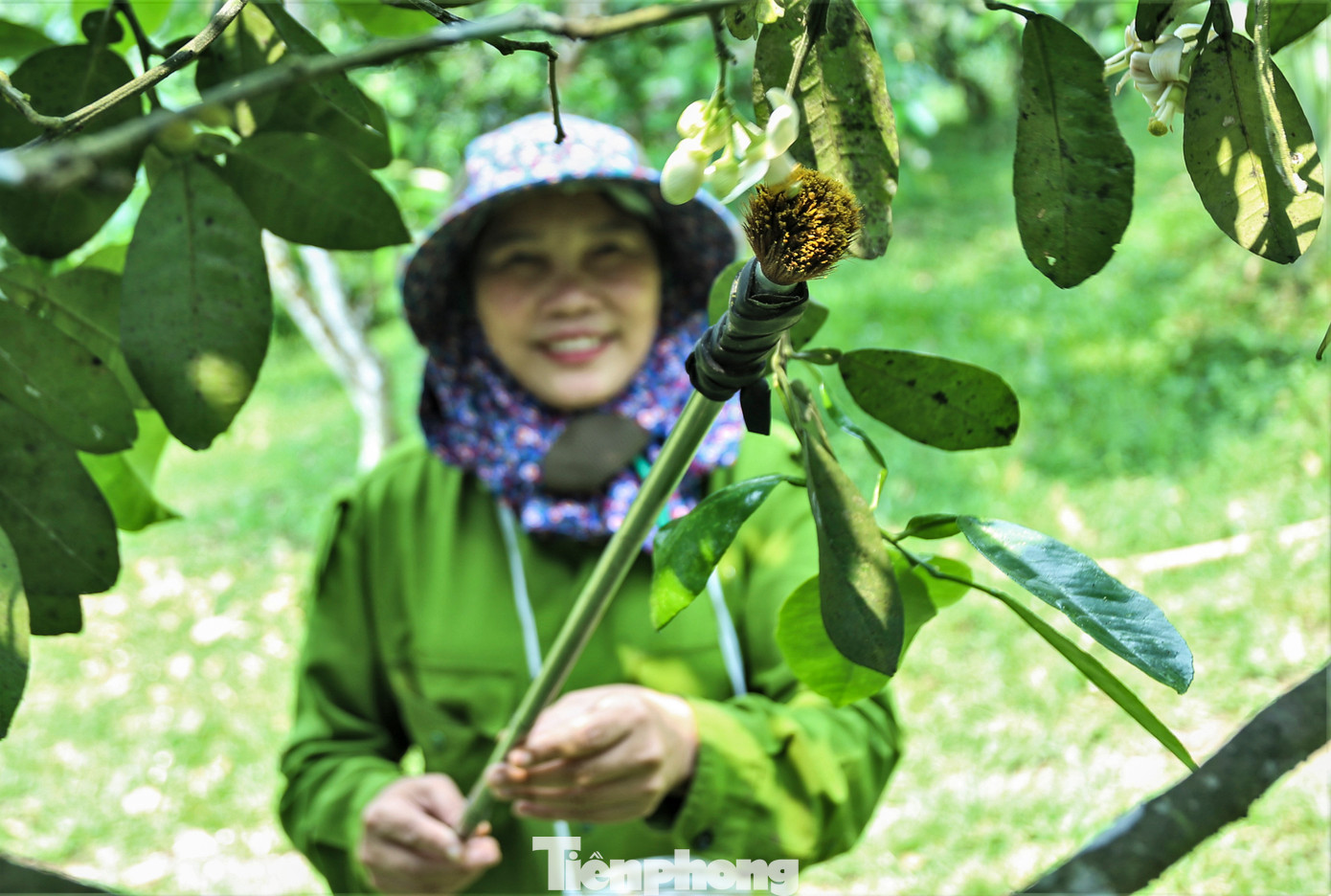 Những cây bưởi 2-3 năm tuổi có thể trực tiếp dùng bông hoa bưởi chua quét lên từng nhụy hoa bưởi đường để thụ phấn. Cây cao sẽ dùng gậy hỗ trợ.