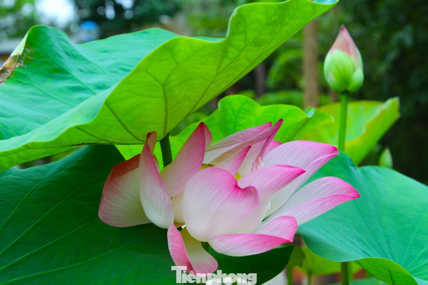 Hoa sen có vẻ đẹp tinh khiết, hương thơm ngào ngạt và quyến rũ lạ kỳ; những cánh hoa vừa mang vẻ đẹp đời thường lại vừa thanh cao.