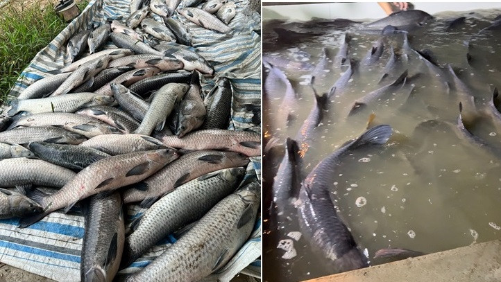 Hình ảnh hàng trăm con cá bị chết do sự cố máy bơm oxy. Hình ảnh hàng trăm con cá bị chết do sự cố máy bơm oxy.
