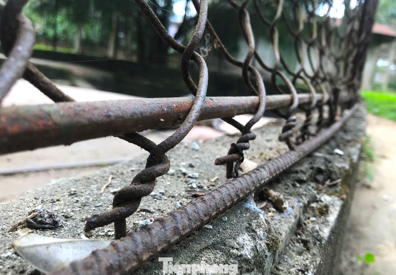 Nhiều điểm trên hàng rào lưới thép vây chuồng cá sấu bị bung ra, hoen gỉ khiến người dân đến tham quan cũng lo ngại. Nhiều điểm trên hàng rào lưới thép vây chuồng cá sấu bị bung ra, hoen gỉ khiến người dân đến tham quan cũng lo ngại.