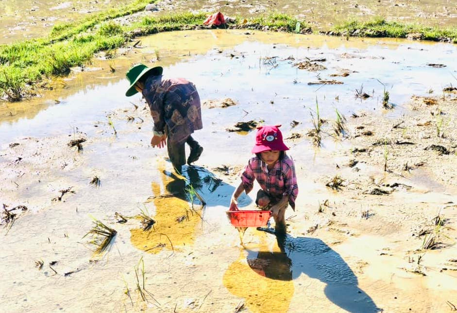 Nhiều trẻ em nhỏ cũng tham gia bắt ốc bươu vàng để tránh gây hại cho cây lúa. Nhiều trẻ em nhỏ cũng tham gia bắt ốc bươu vàng để tránh gây hại cho cây lúa.