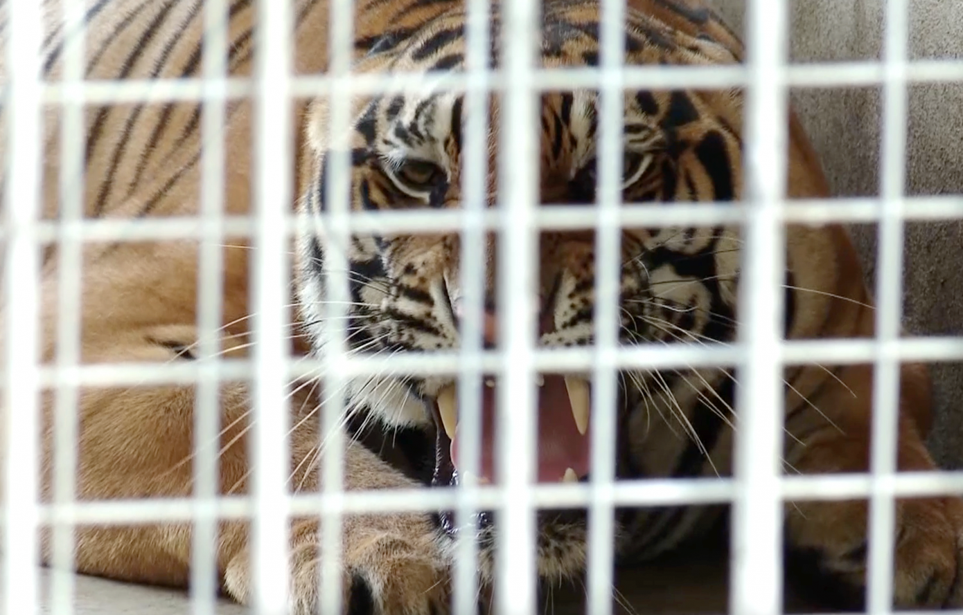 Những cá thể hổ còn lại được đưa đến Khu sinh thái Mường Thanh Diễn Lâm chăm sóc hơn 6 tháng qua