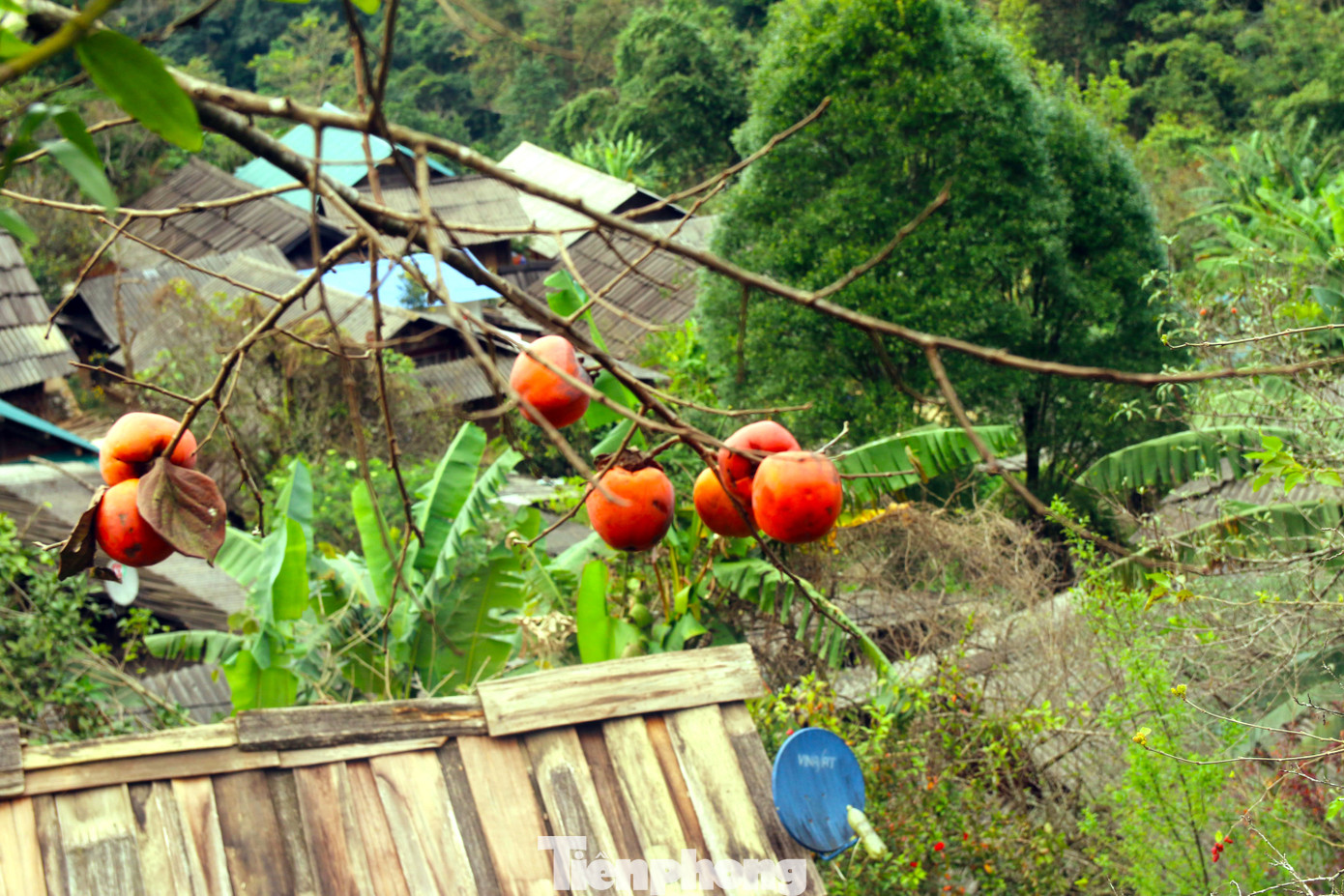 Khung cảnh yên bình ở bản người Mông xứ Nghệ.