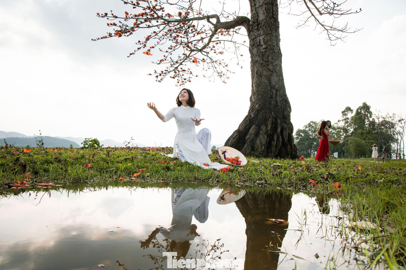 Nhiều bạn trẻ mặc áo dài tìm đến những gốc cây gạo đang “bung lụa” để ghi lại những khoảnh khắc đẹp.