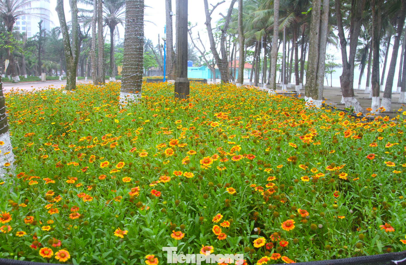 Nhiều khu vực ở Cửa Lò được trồng nhiều vườn hoa cúc biển để du khách ngắm và chụp hình lưu niệm.