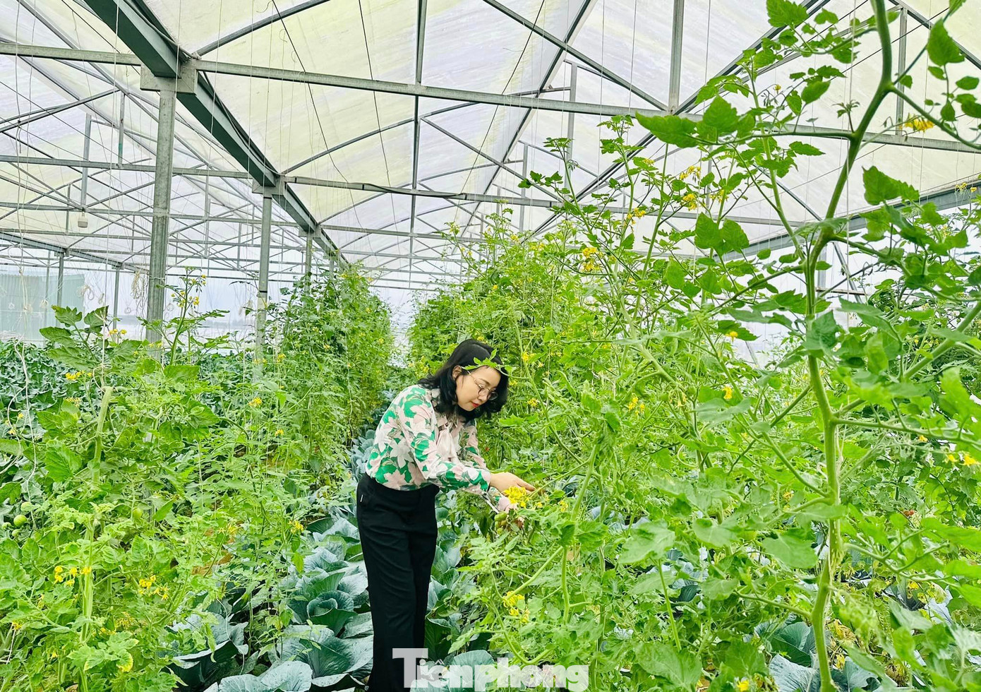 Ngoài dâu tây, vườn của anh Sơn còn trồng nhiều loại cây rau củ quả sạch theo tiêu chuẩn VietGap.