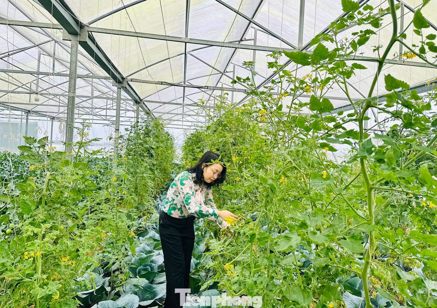 Ngoài dâu tây, vườn của anh Sơn còn trồng nhiều loại cây rau củ quả sạch theo tiêu chuẩn VietGap.