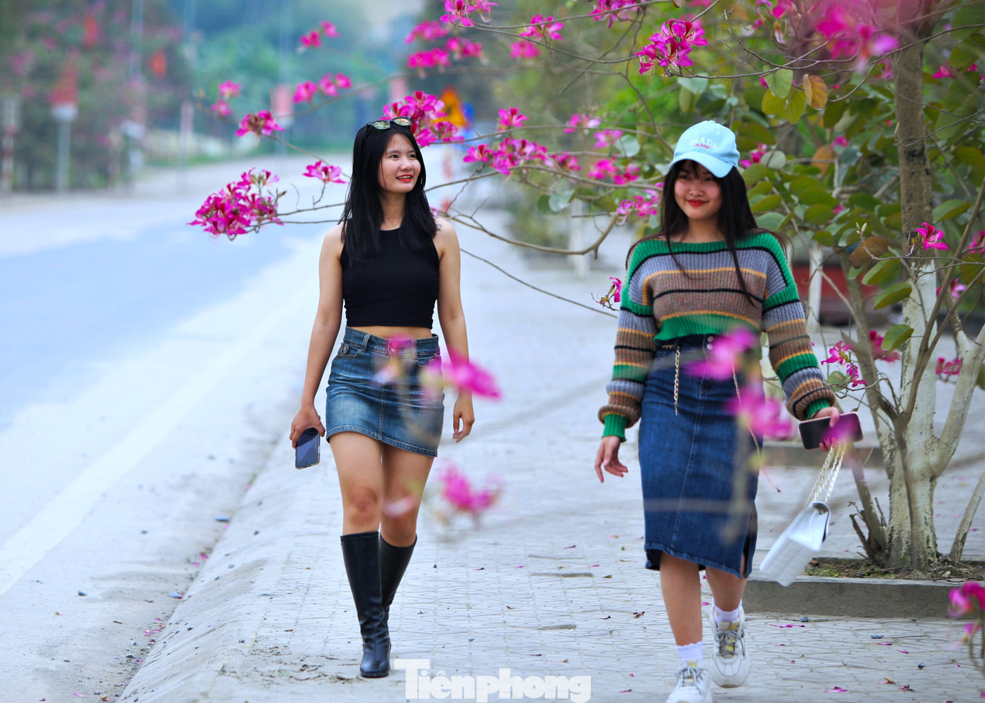 Đến mùa hoa ban nở, nhiều du khách đi qua đây đều ghé lại để ngắm nhìn những cây hoa khoe sắc.