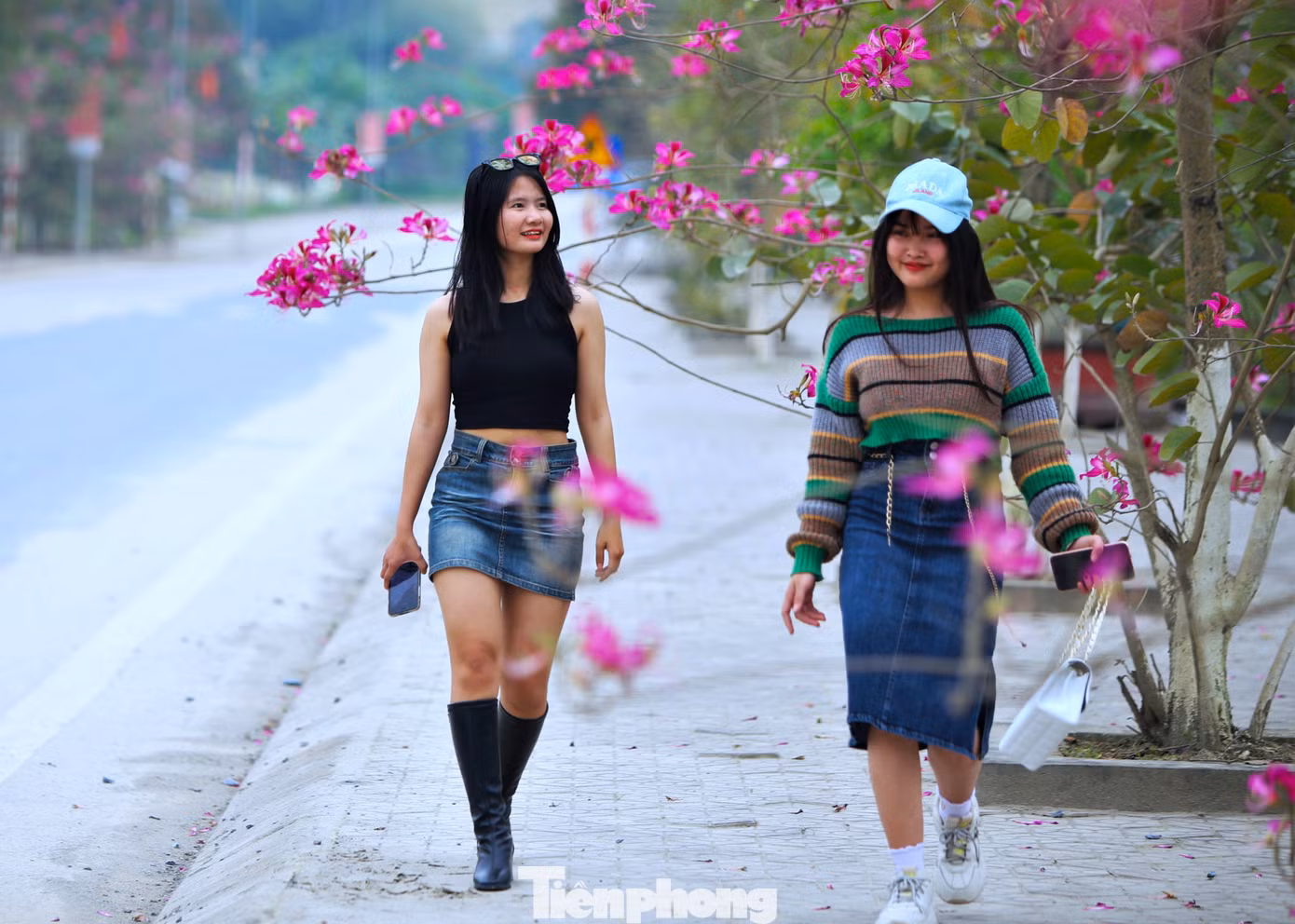 Đến mùa hoa ban nở, nhiều du khách đi qua đây đều ghé lại để ngắm nhìn những cây hoa khoe sắc.